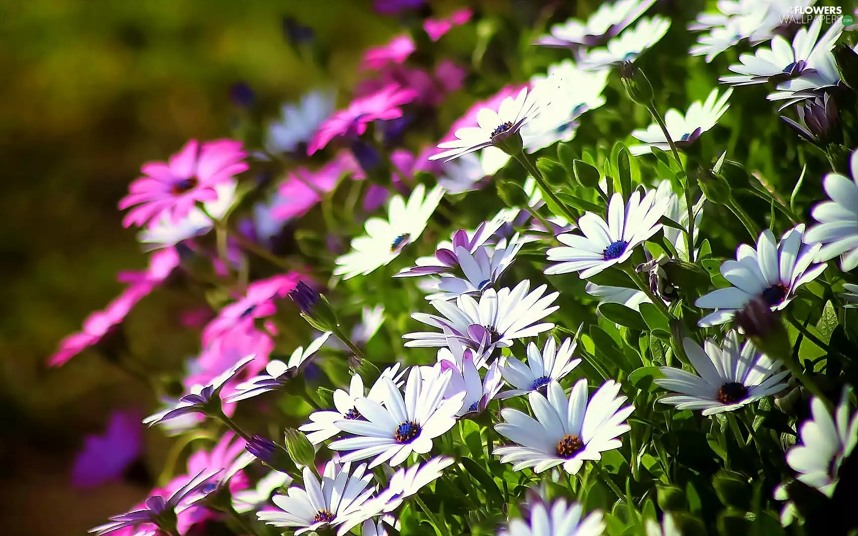 Meadow, African Daisy