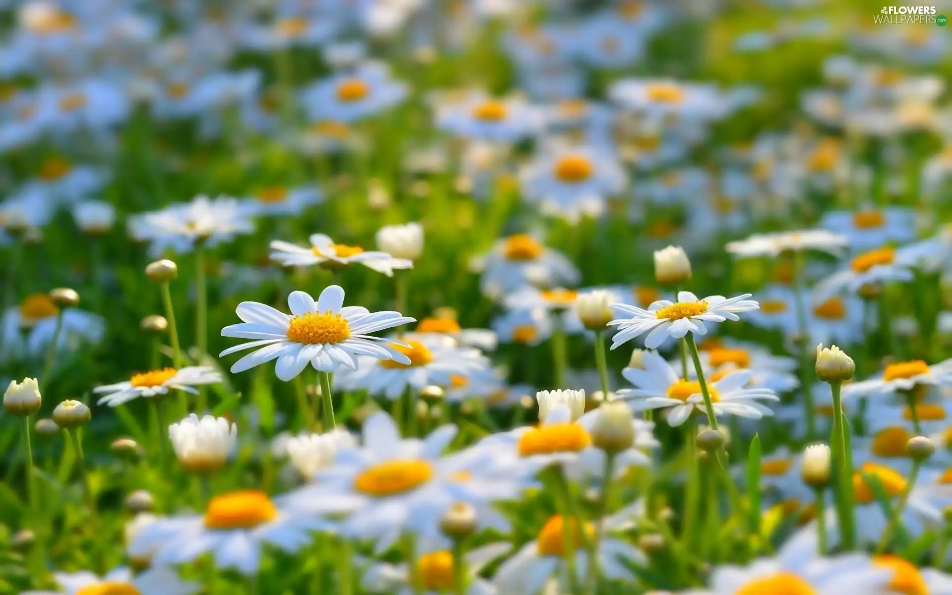 Meadow, daisy