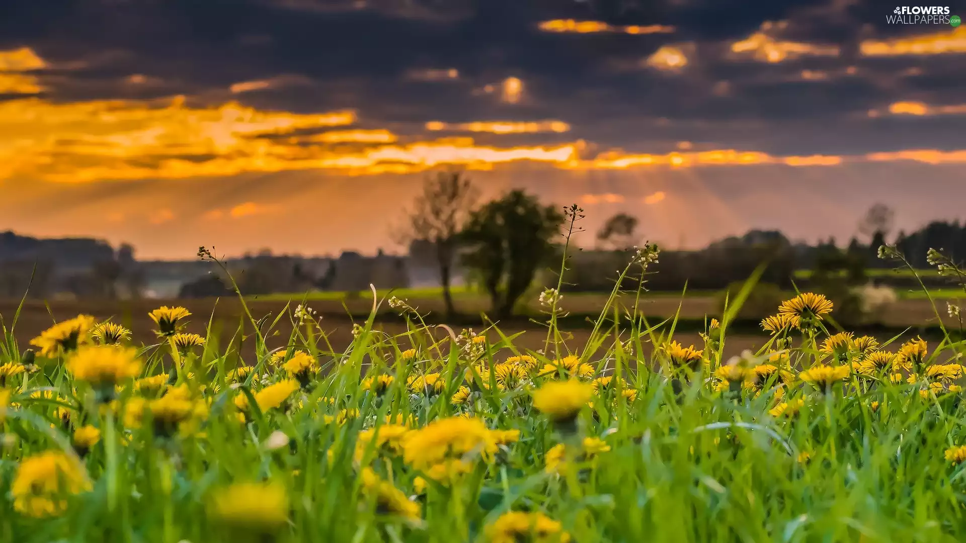 Common Dandelion, Spring, Meadow