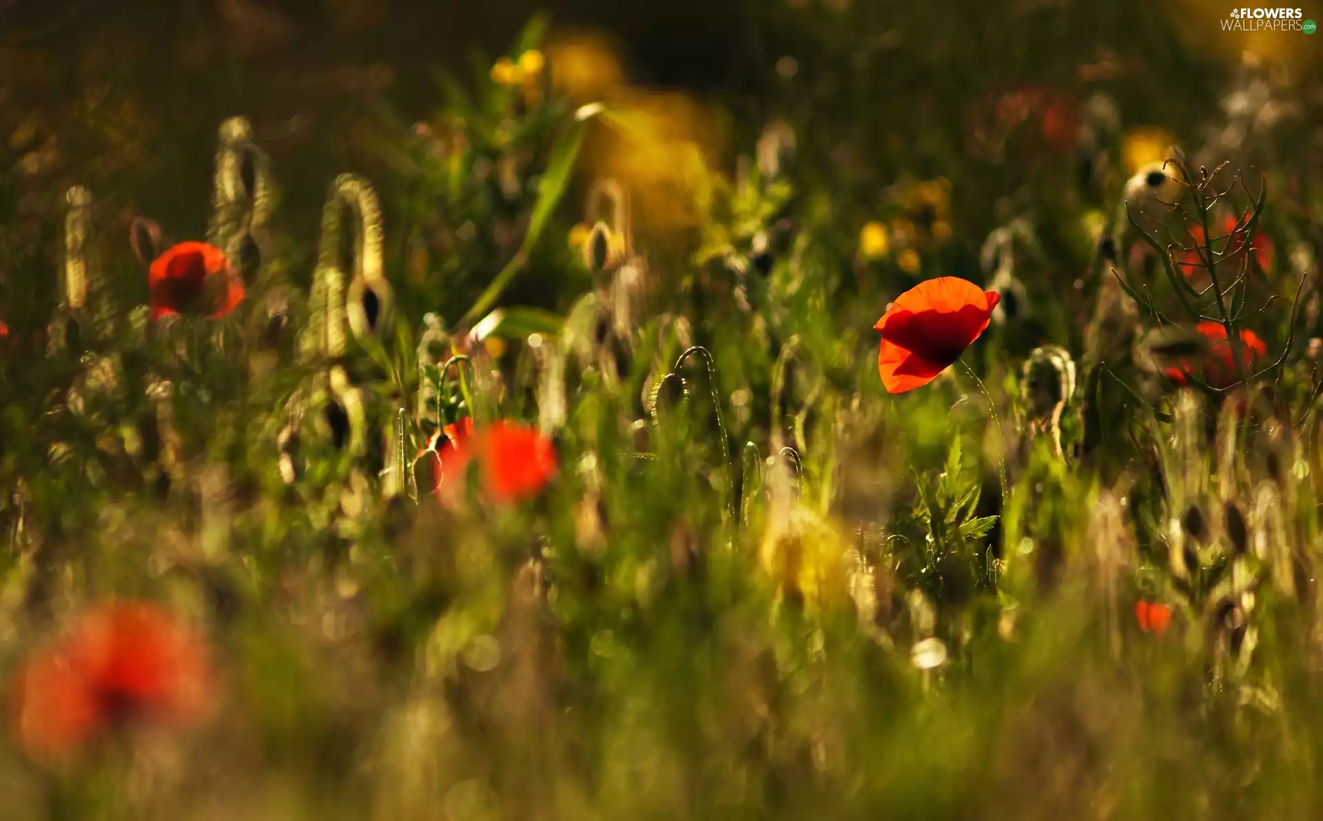 ligh, Flowers, flash, Meadow, papavers, sun, luminosity