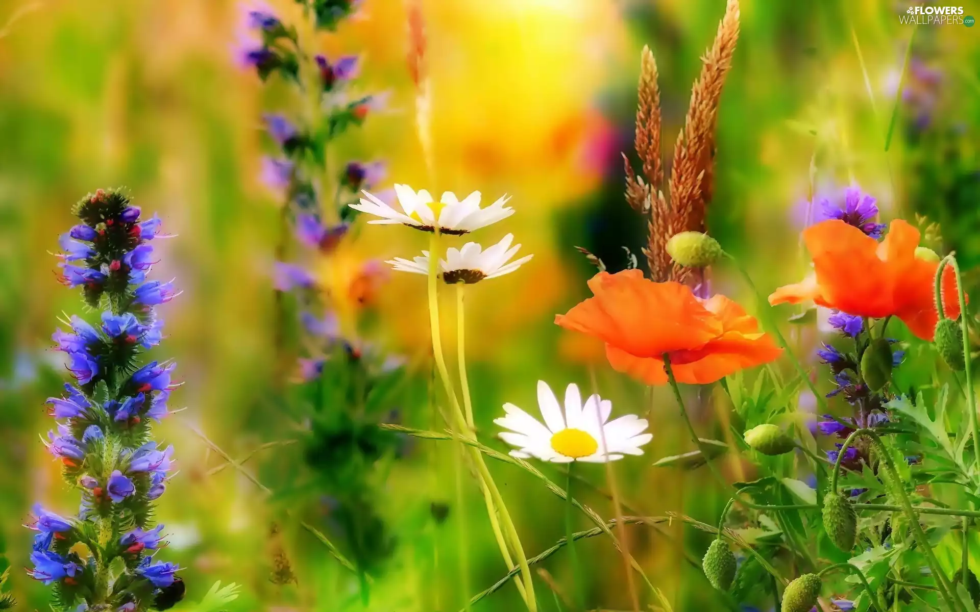 papavers, Wildflowers, grass, Meadow, daisies, Flowers