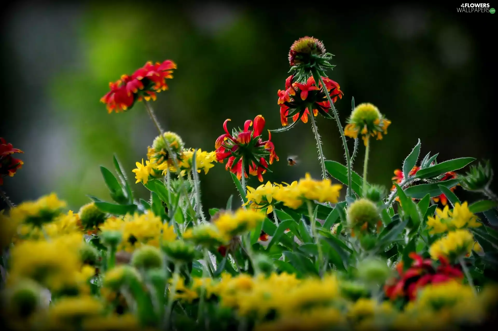 Meadow, Rudbeckia, Flowers