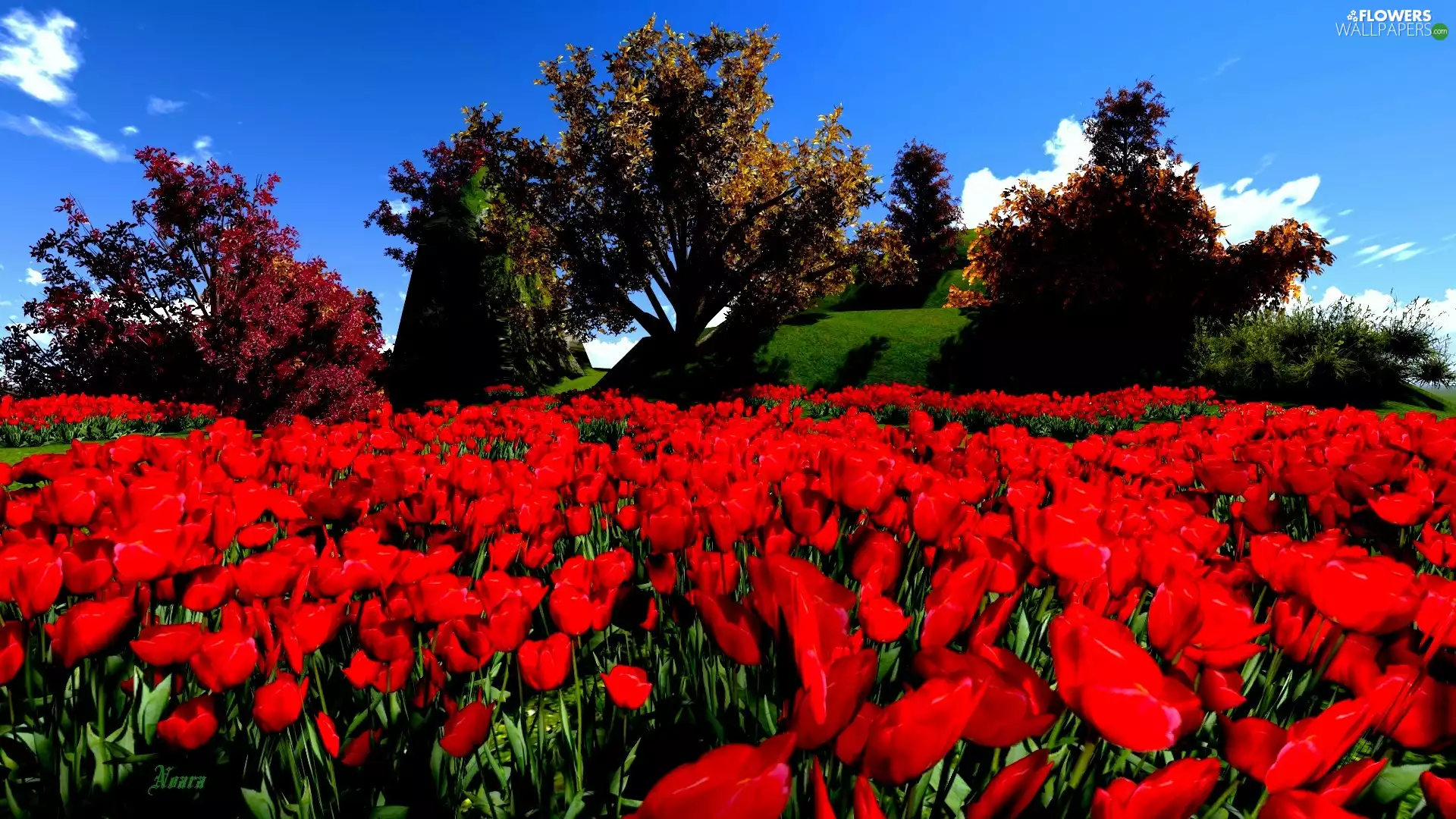 Flowers, Tulips, Meadow, Red