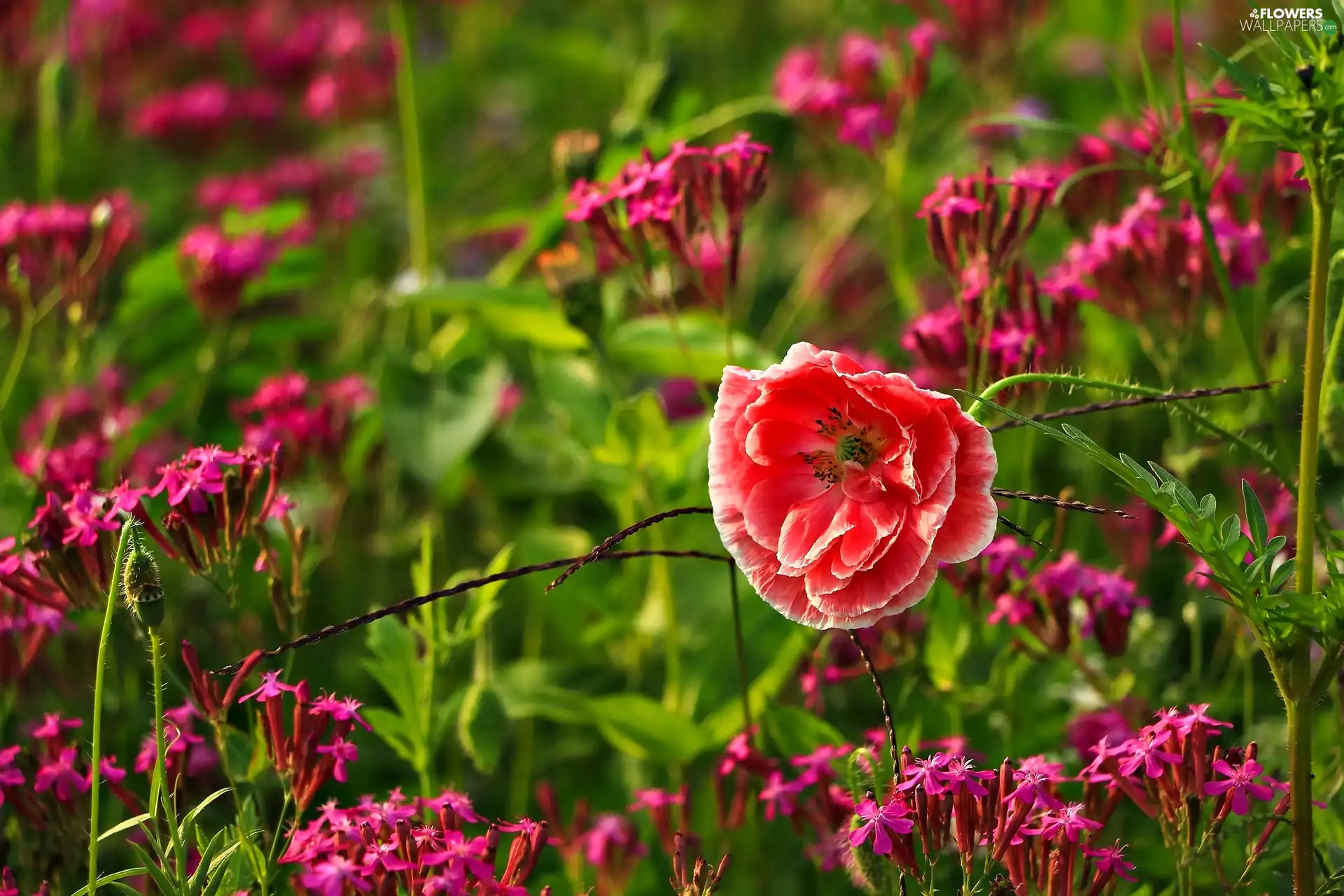 Flowers, red weed, Meadow