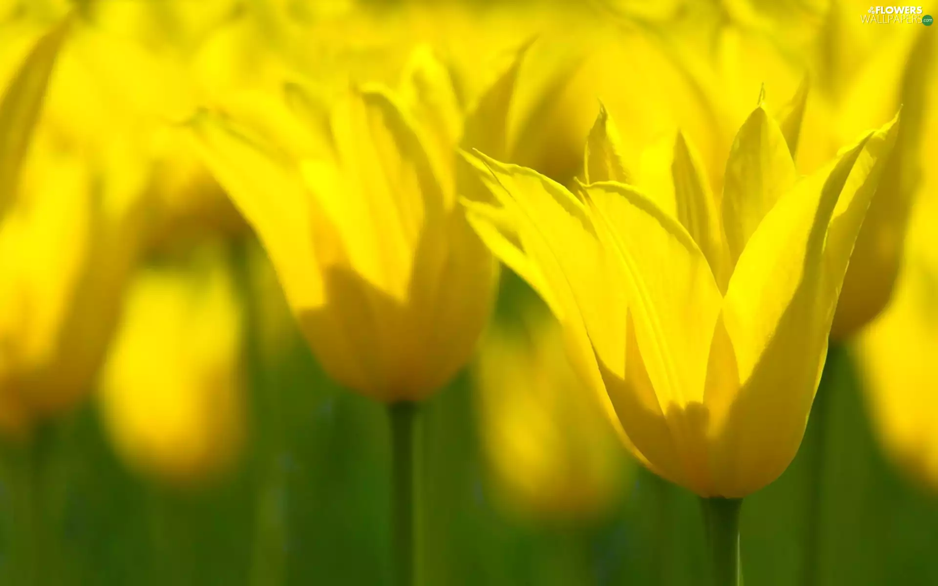 Meadow, Yellow, Flowers