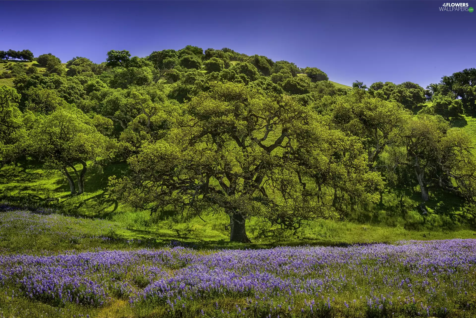 forest, trees, lupine, Meadow