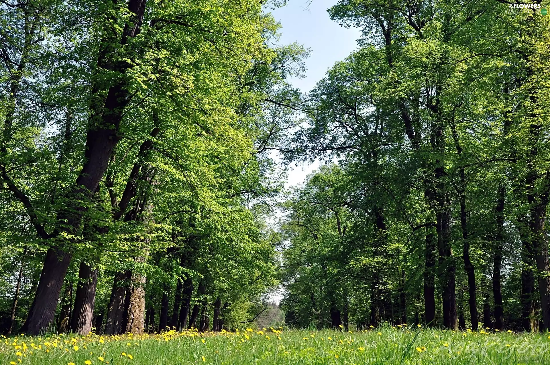 forest, flower, puffball, Meadow