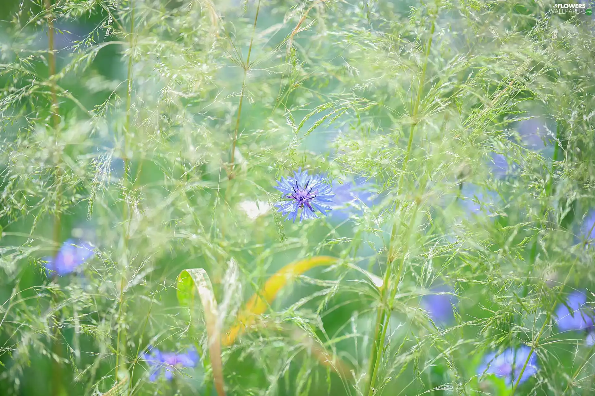 Meadow, Chaber, grass