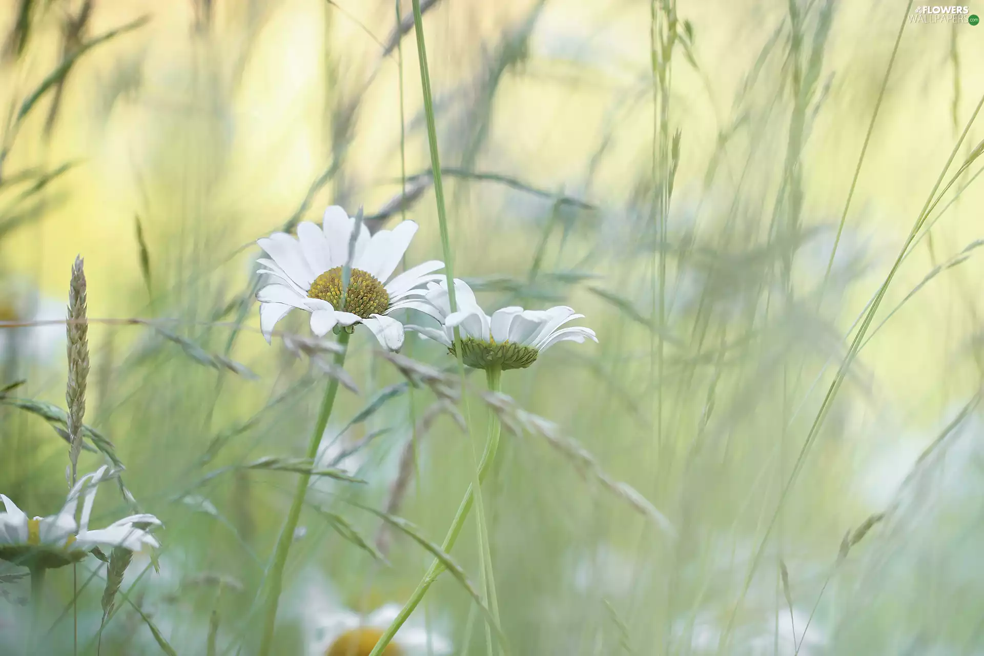 Meadow, daisy, grass