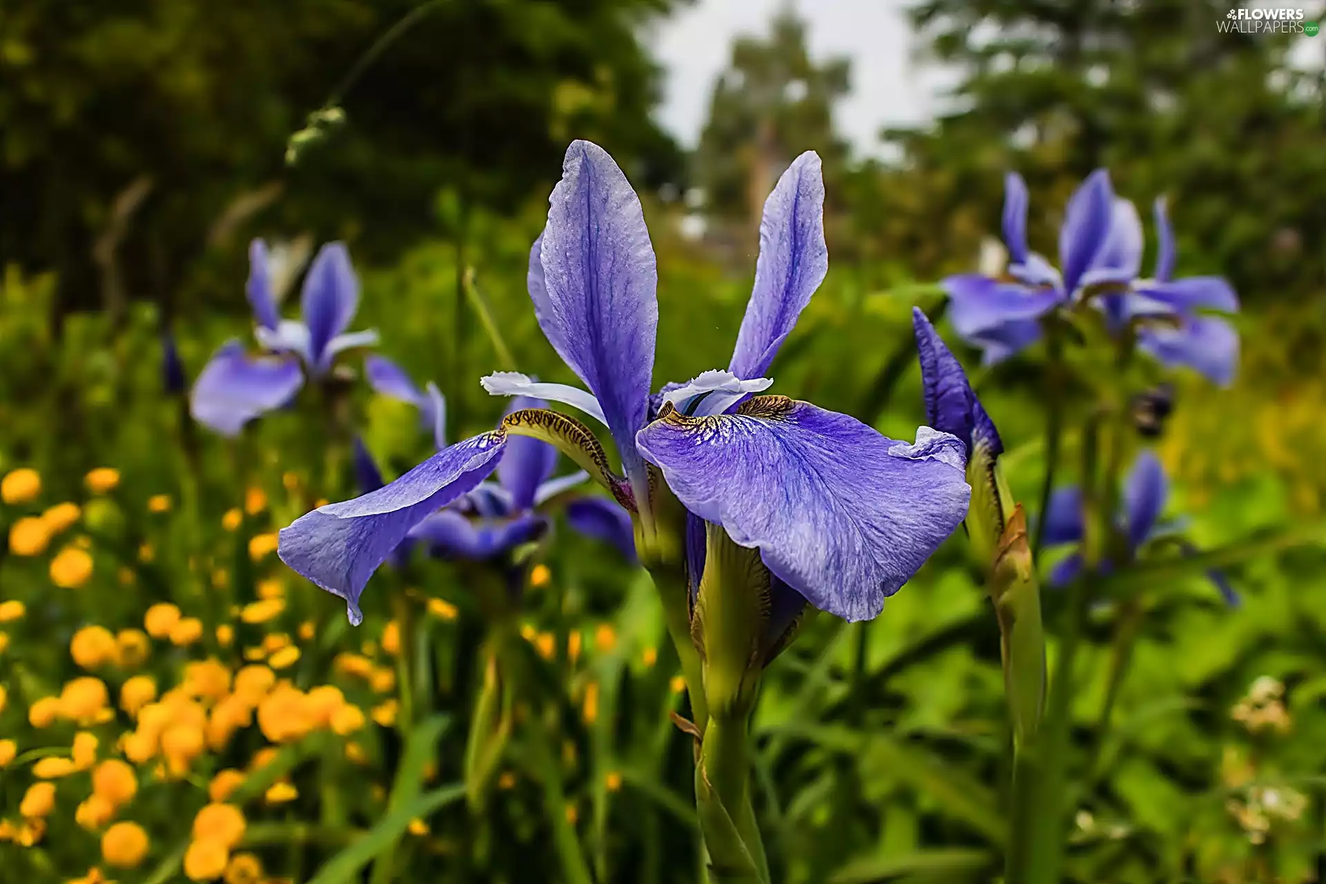 Meadow, purple, Irises