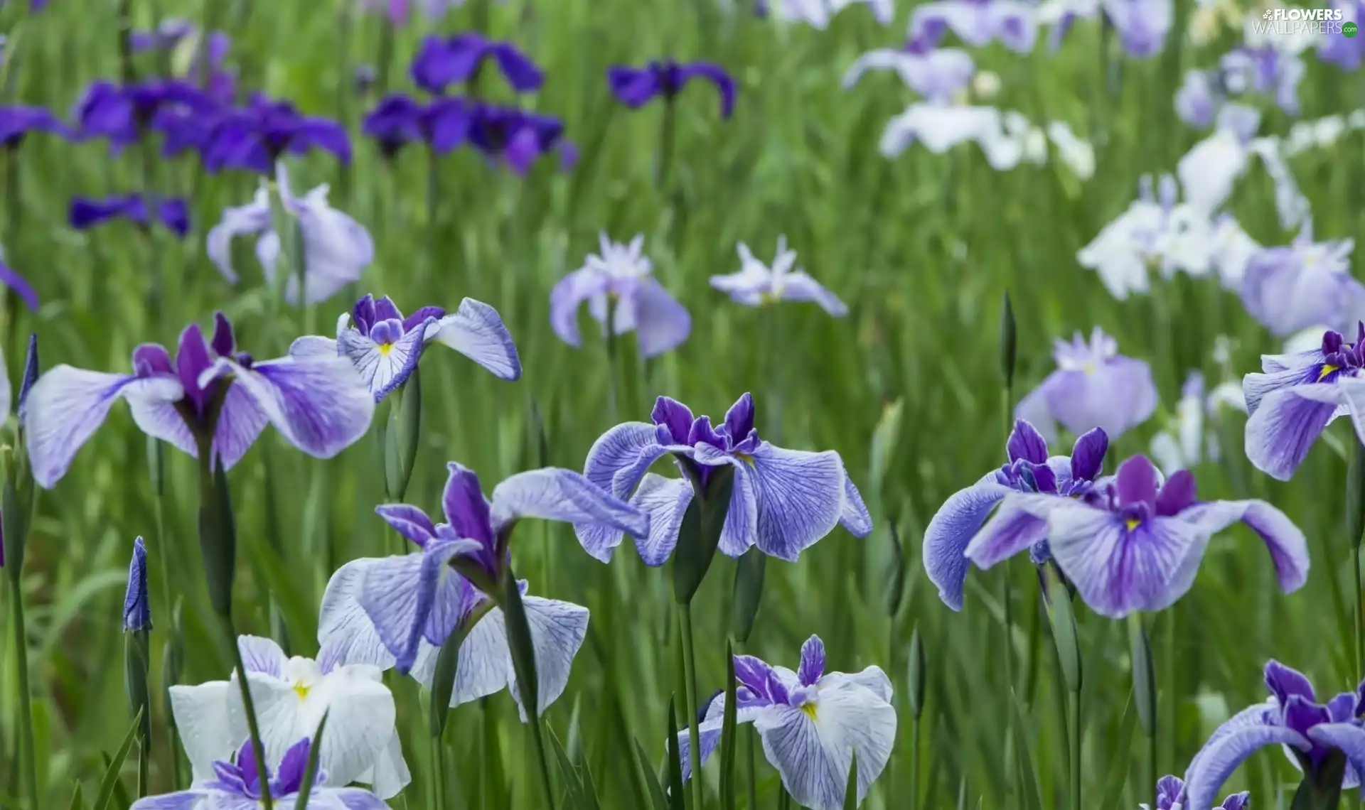 Meadow, purple, Irises