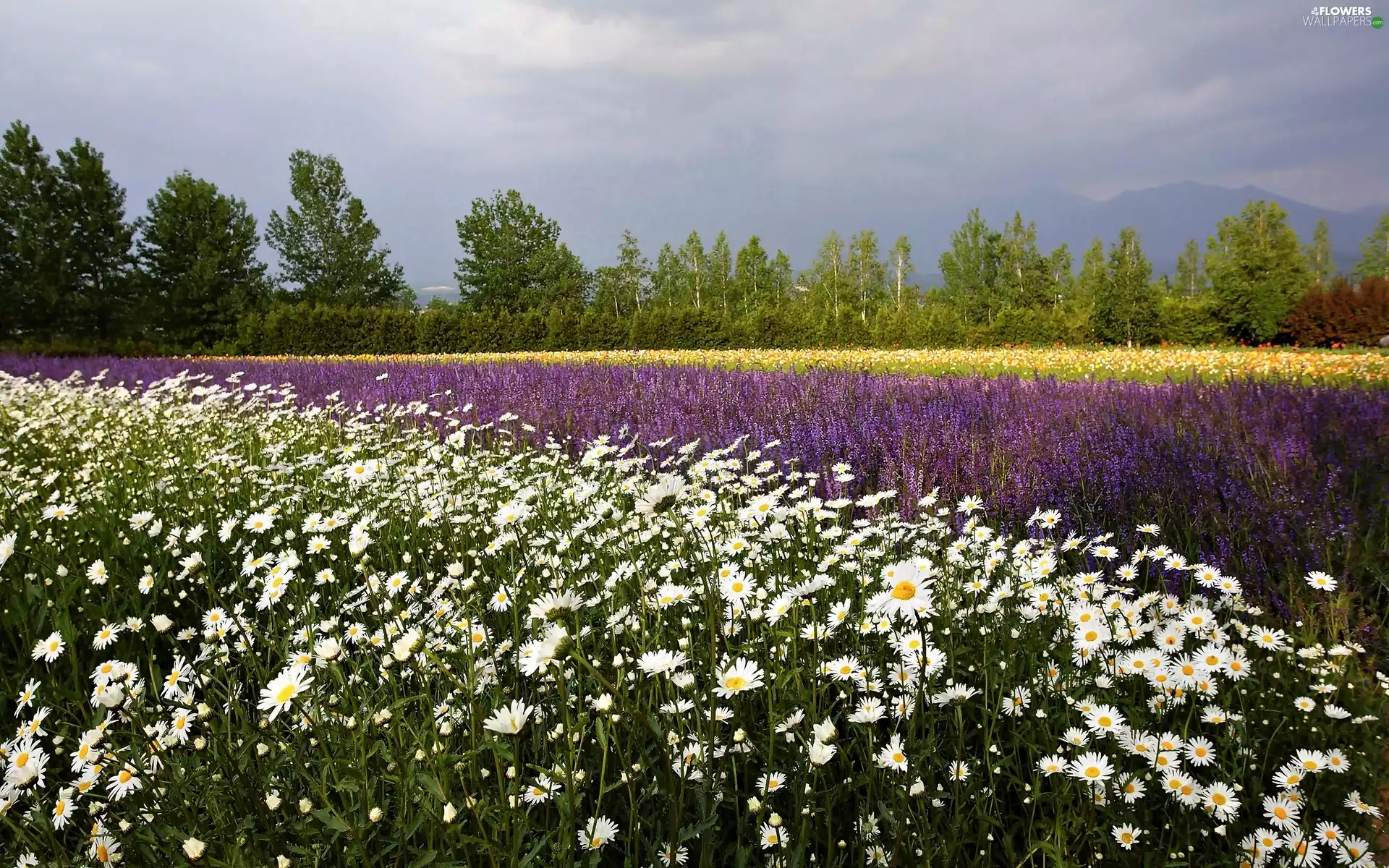 papavers, viewes, lavender, Meadow, trees, incursion, chamomile