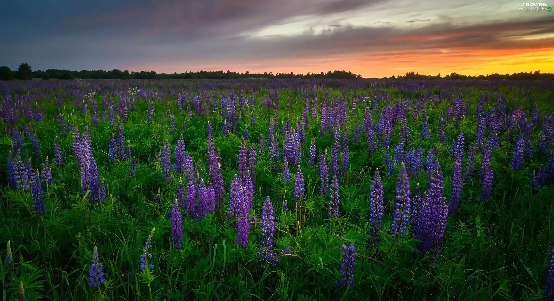 Meadow, Flowers, lupine