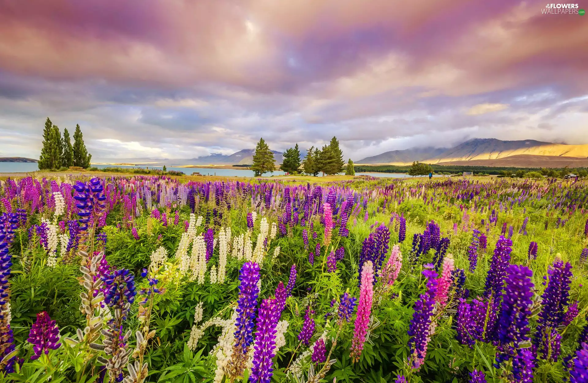 viewes, Meadow, lupine, trees, River