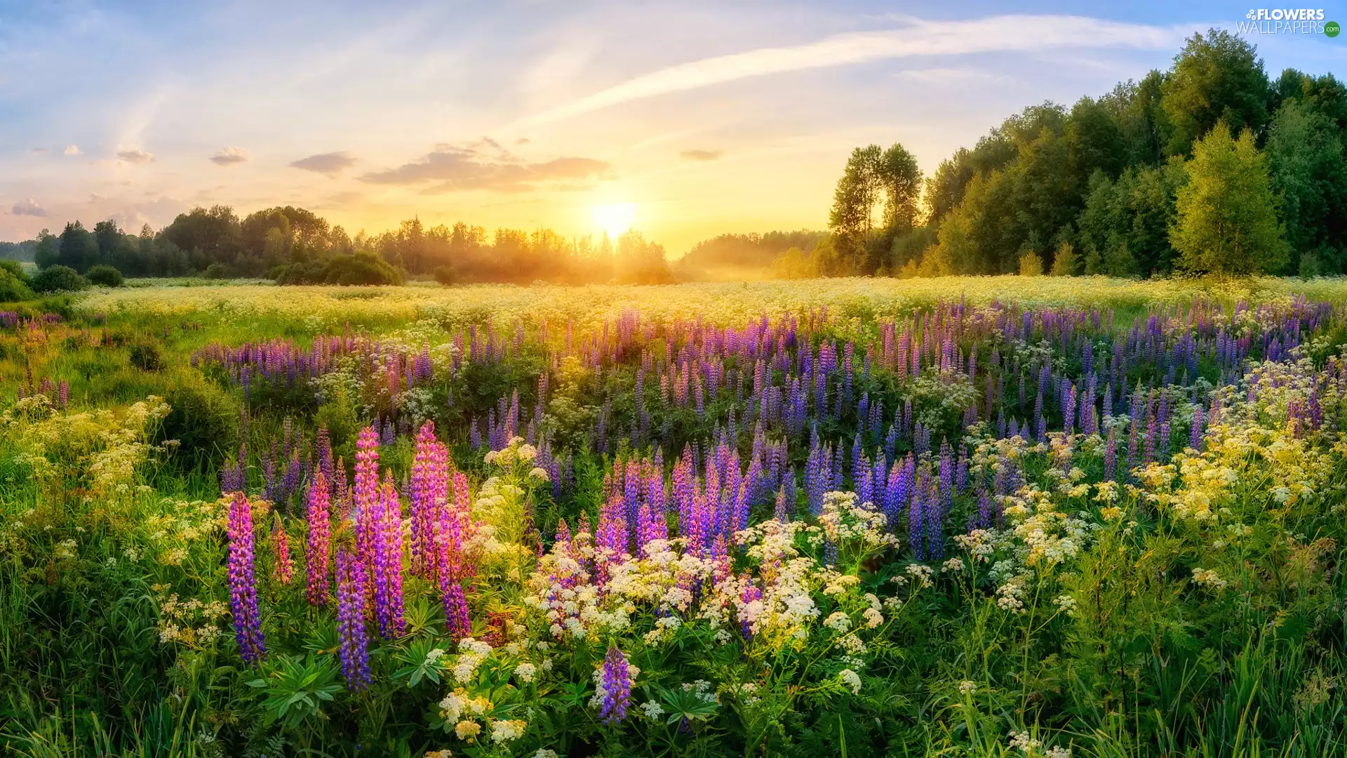 forest, Meadow, lupine, Sunrise, summer
