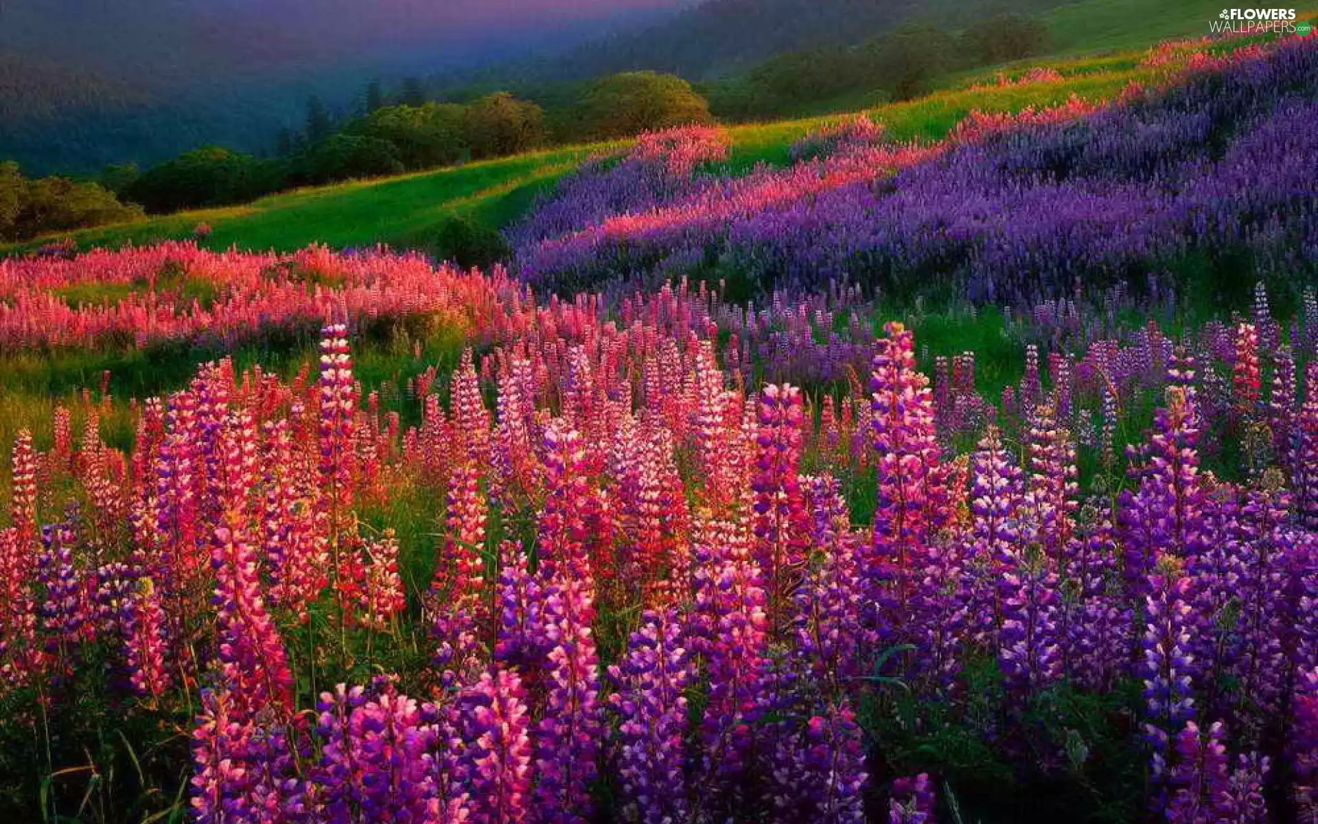 Meadow, lupine