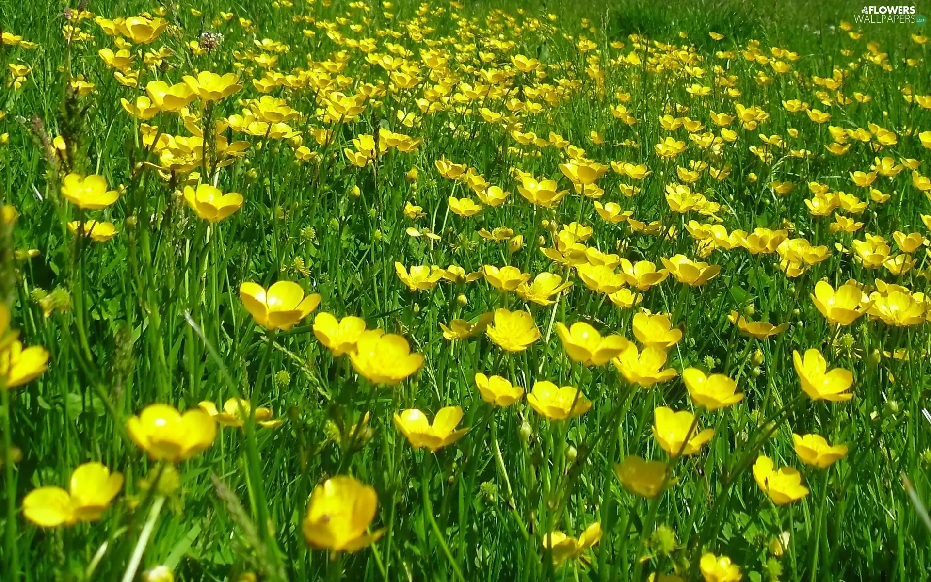 Meadow, marigolds