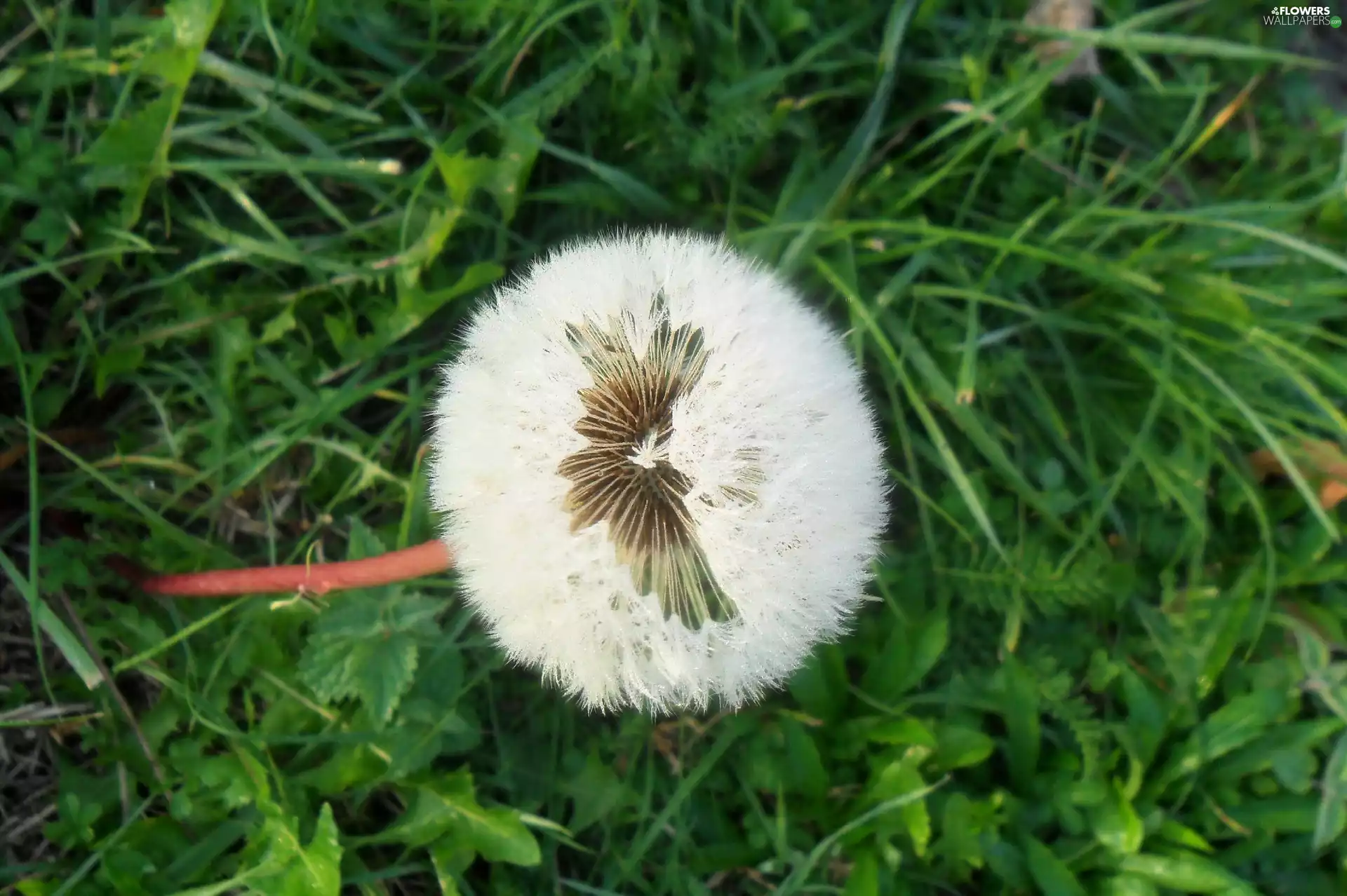 Meadow, puffball, medical