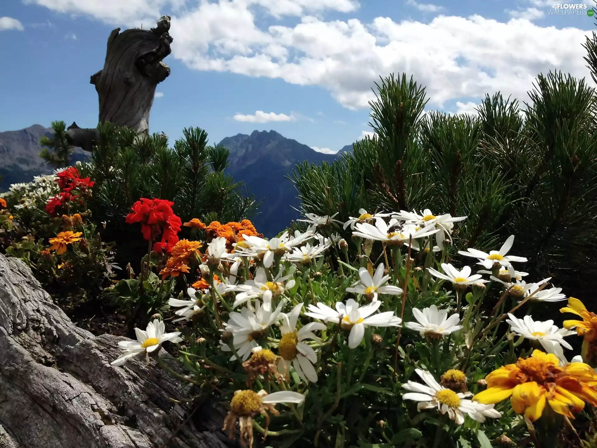 Mountain, Conifers, daisy, Meadow