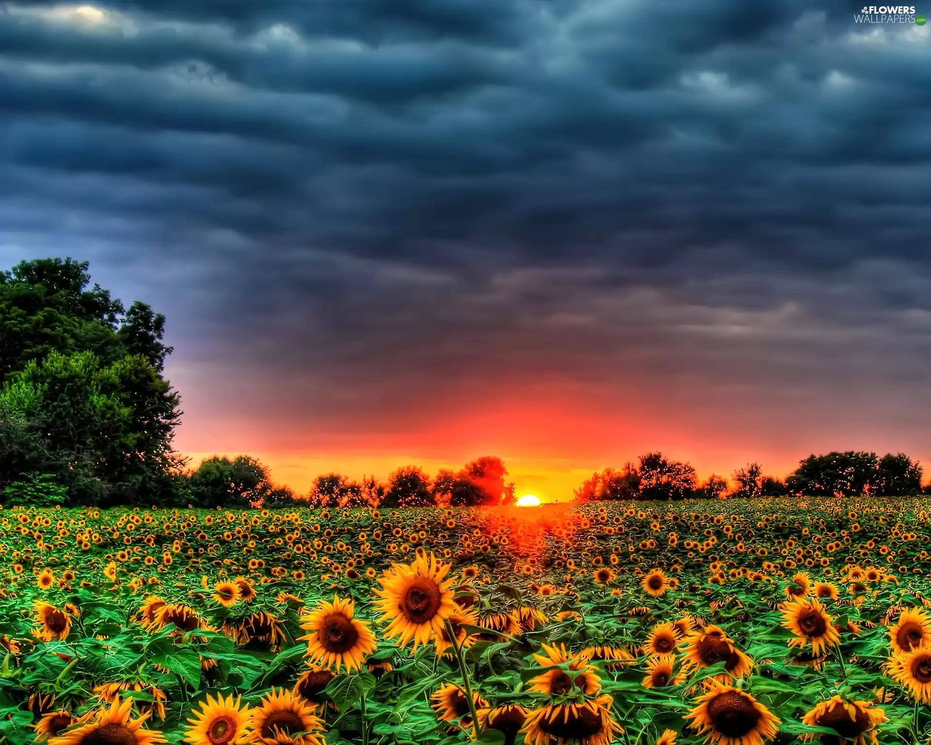 west, Meadow, Nice sunflowers, sun