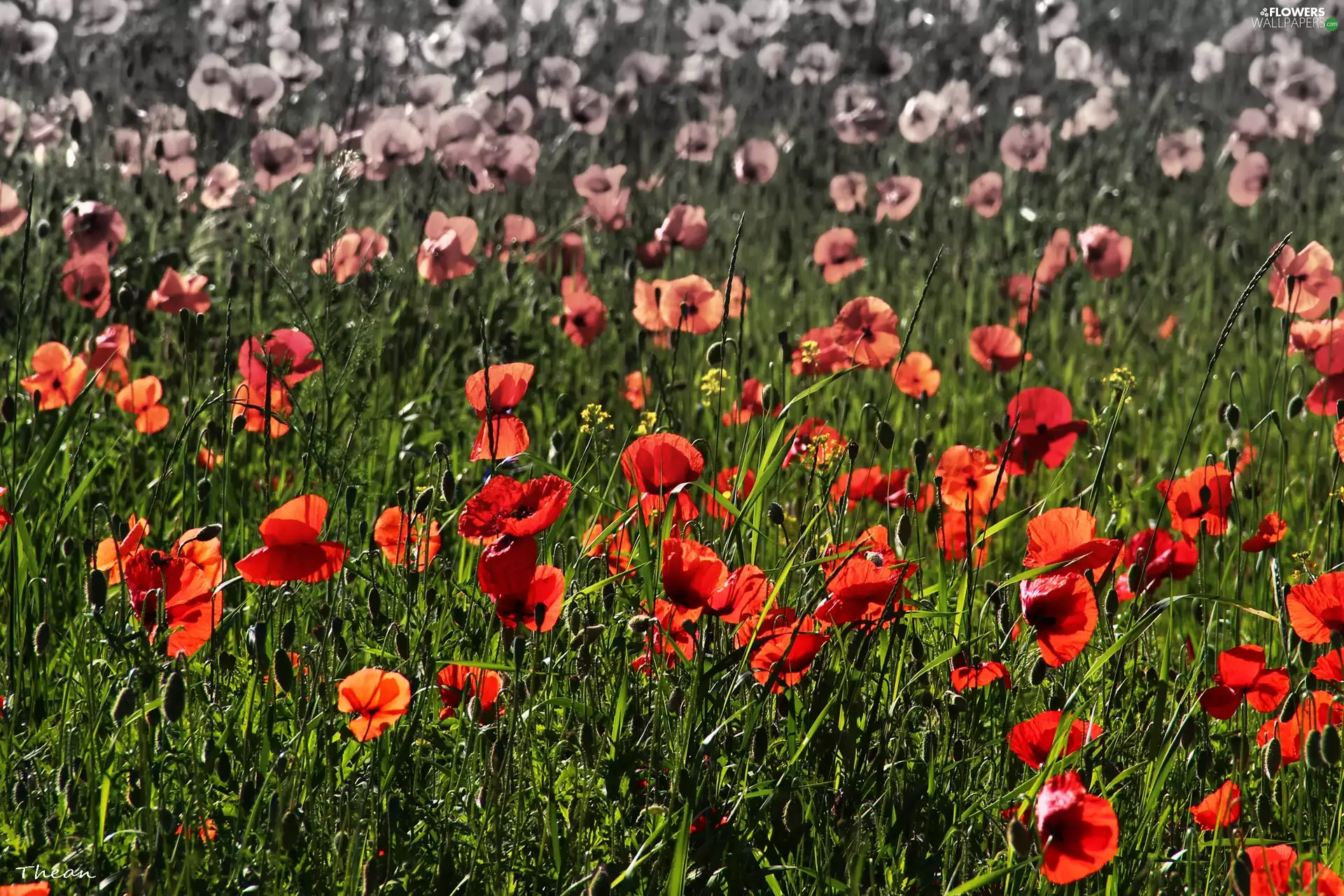 papavers, Meadow