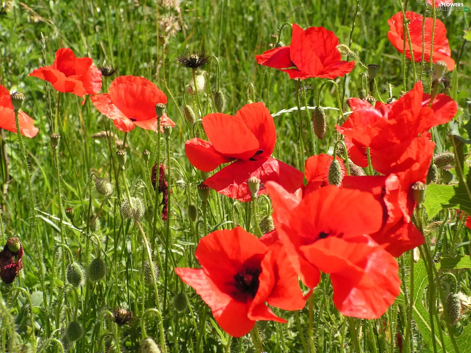 papavers, Meadow