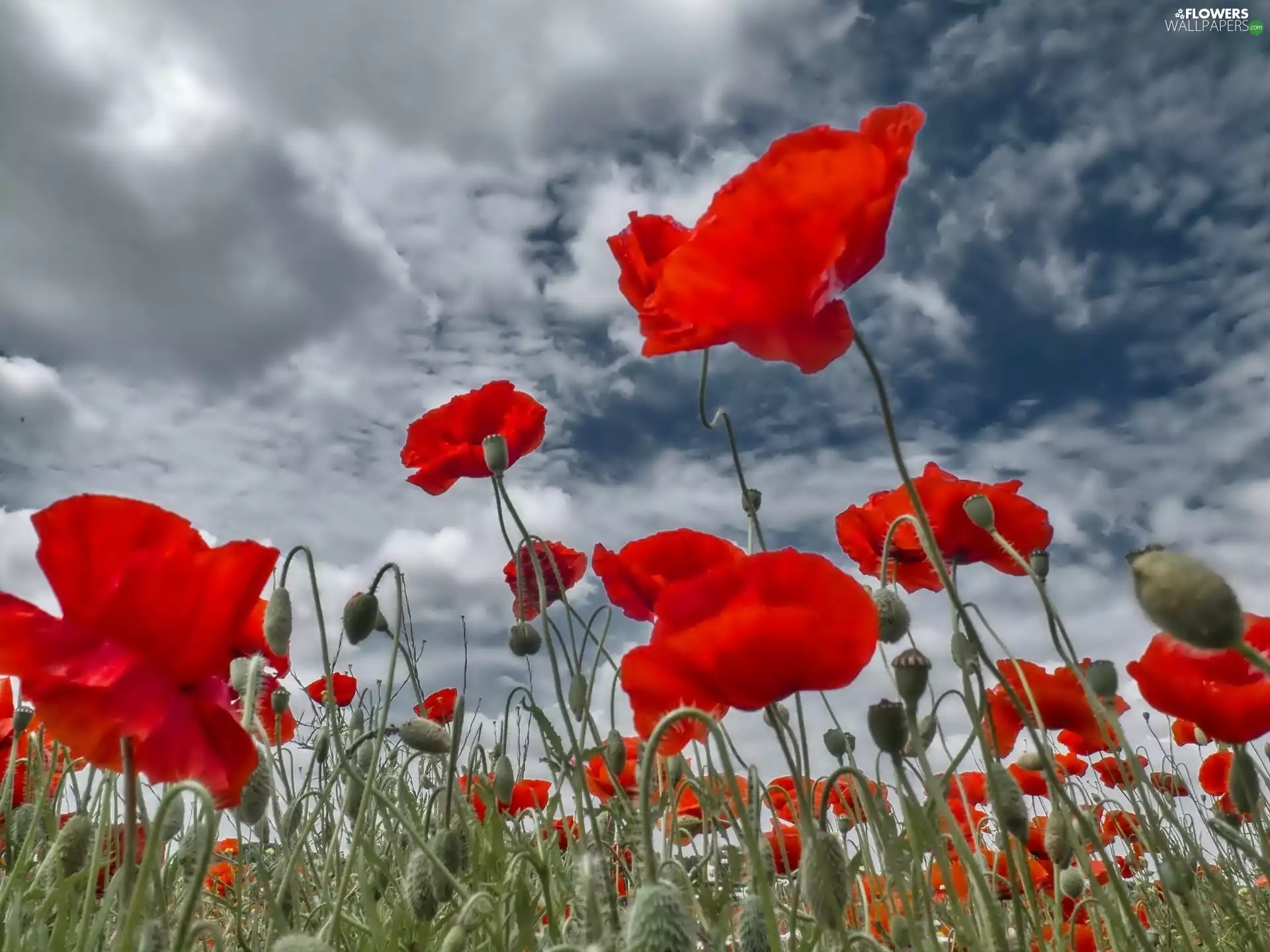 papavers, Sky, clouds, Meadow