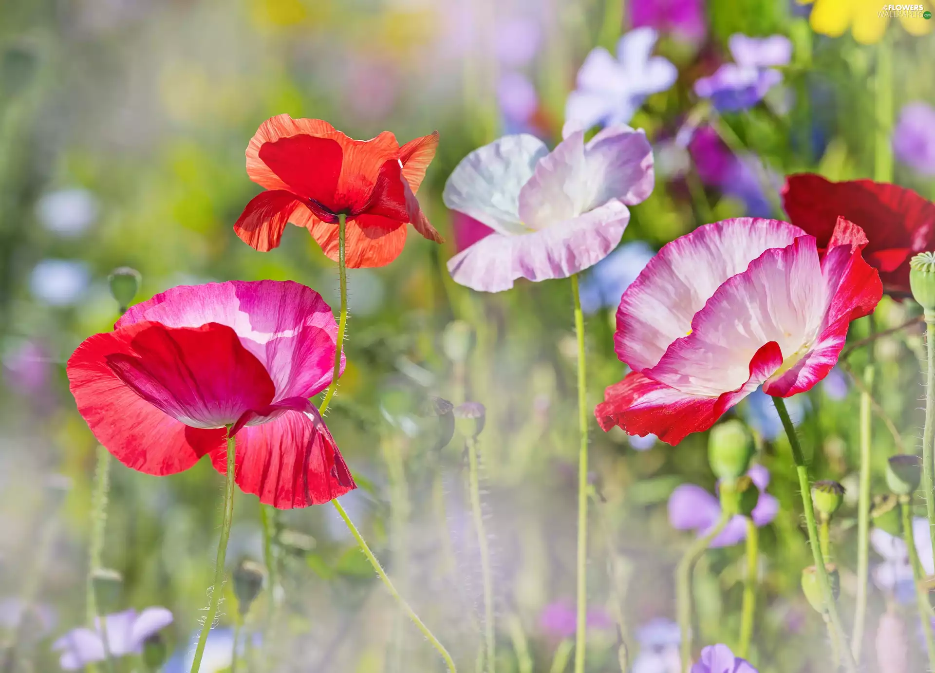 Meadow, color, papavers