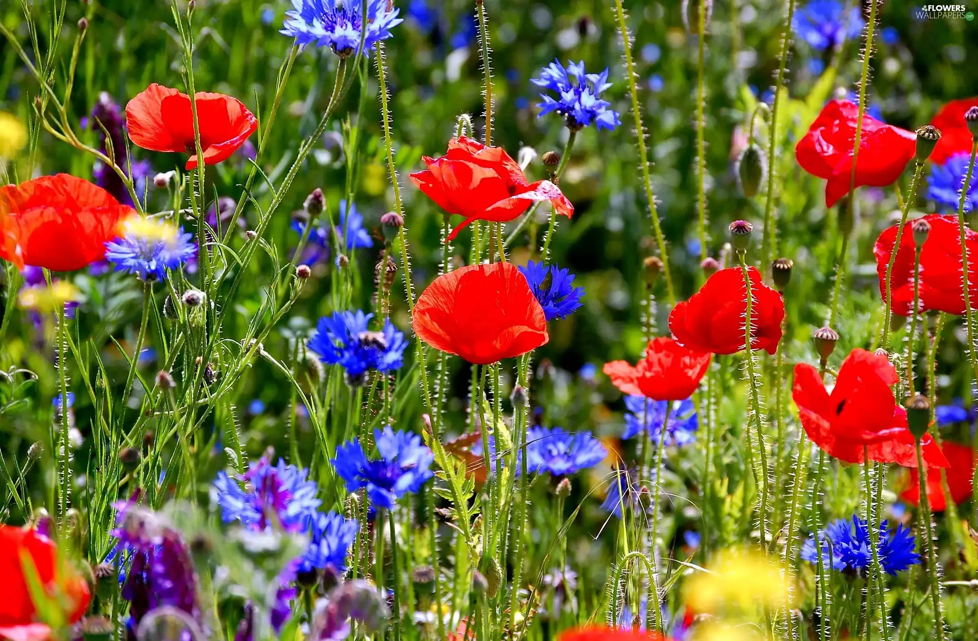 Meadow, cornflowers, papavers