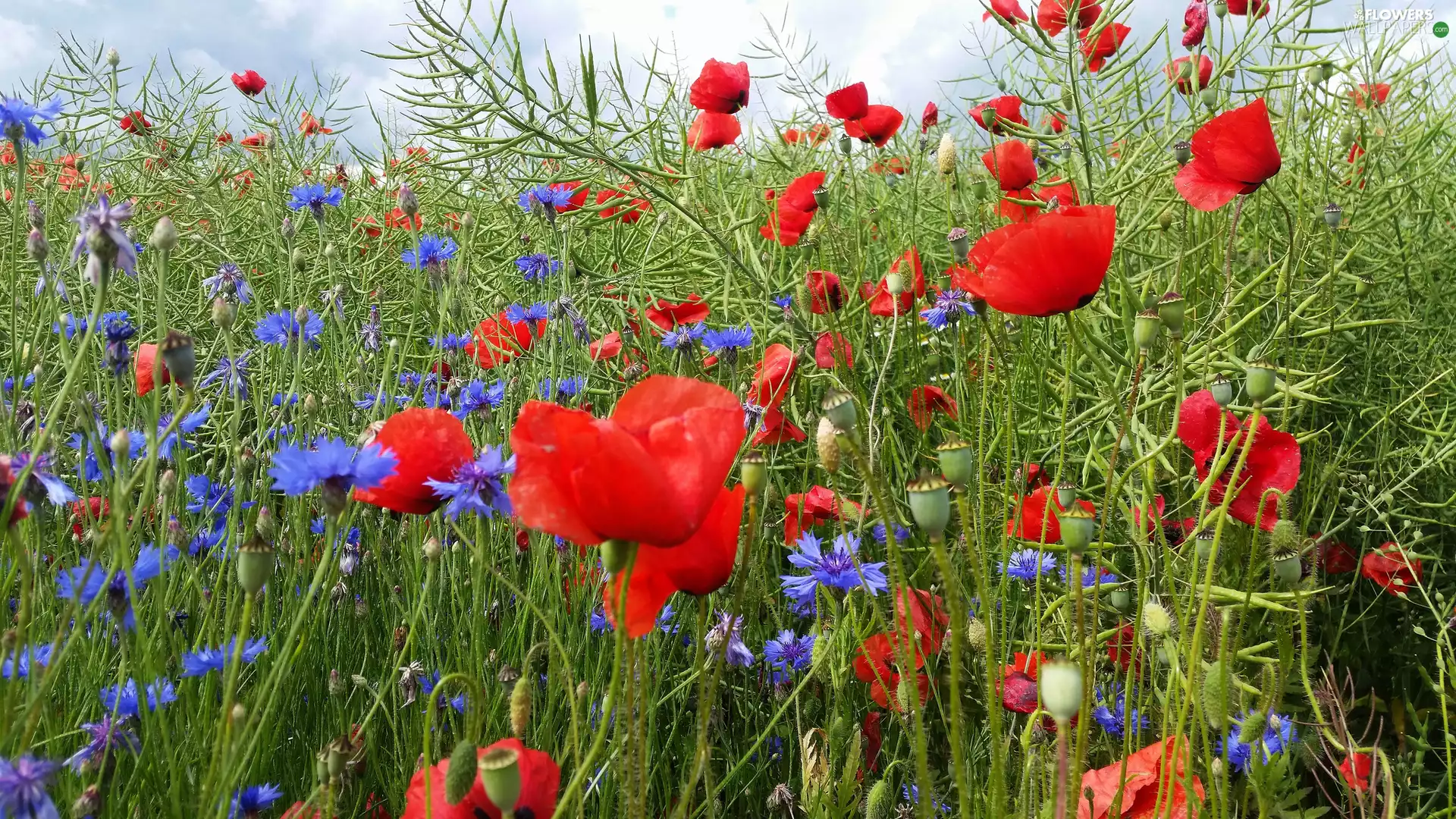 grass, Meadow, papavers, cornflowers, Flowers