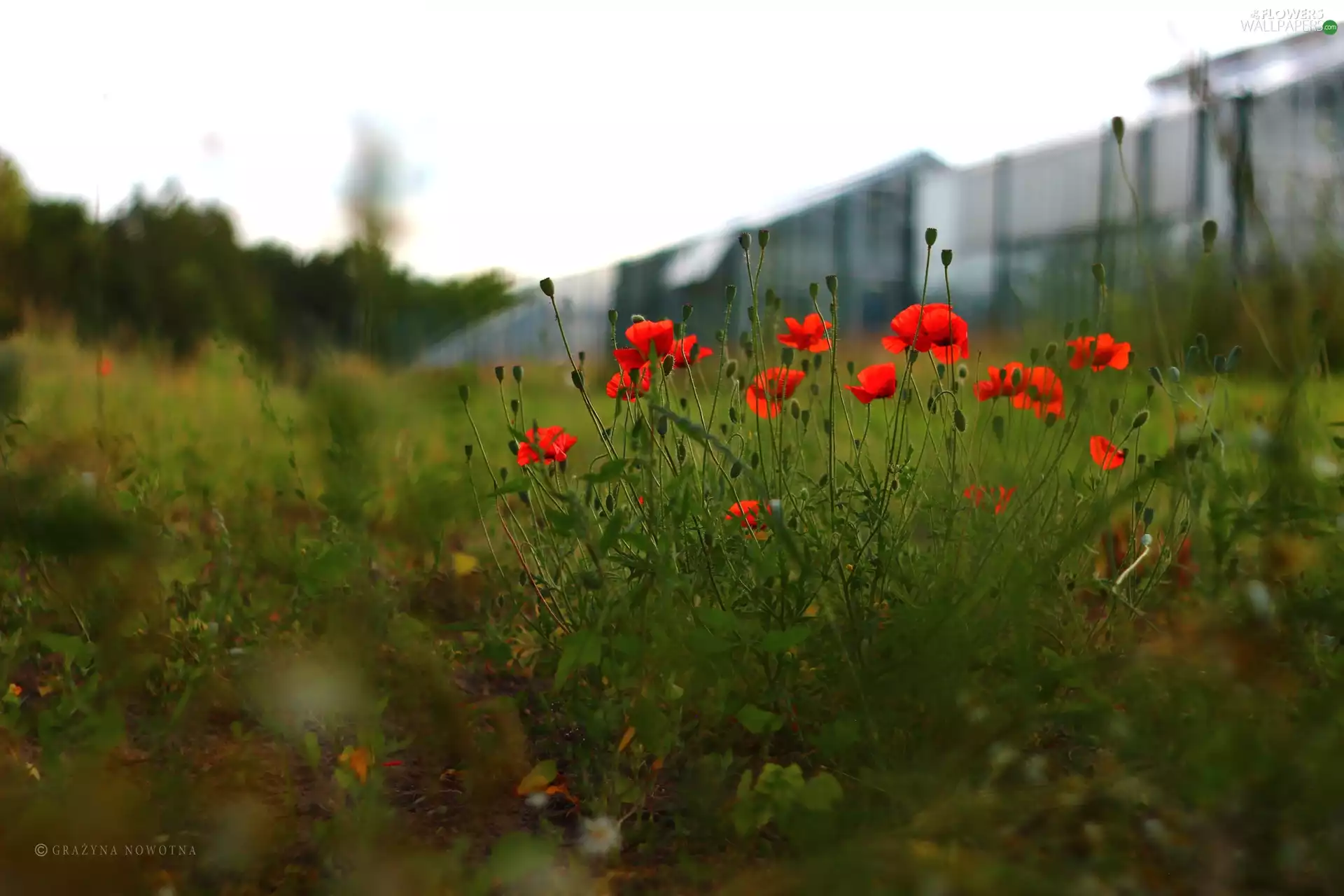 papavers, Red, Flowers, Meadow
