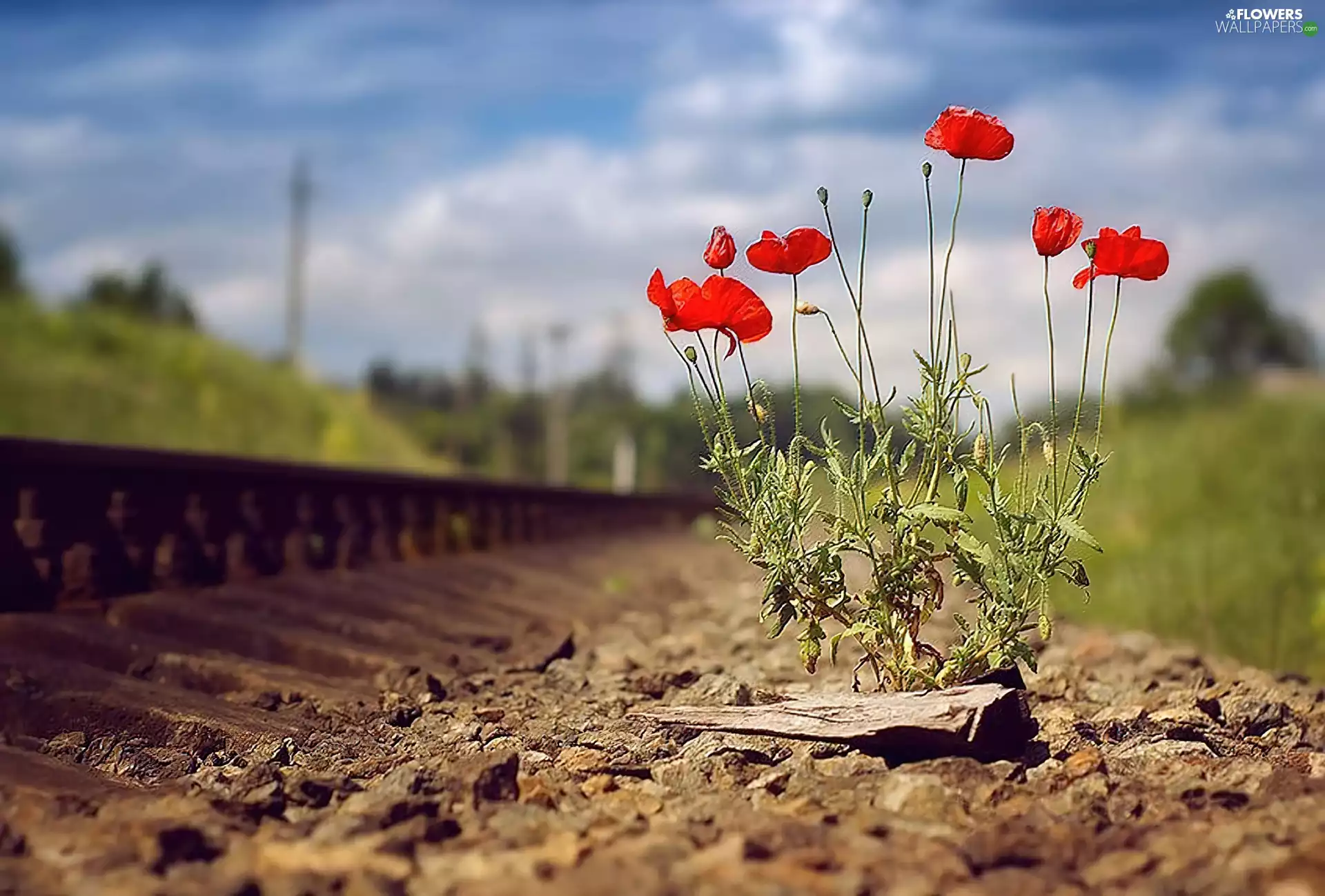 papavers, ##, railway, Meadow