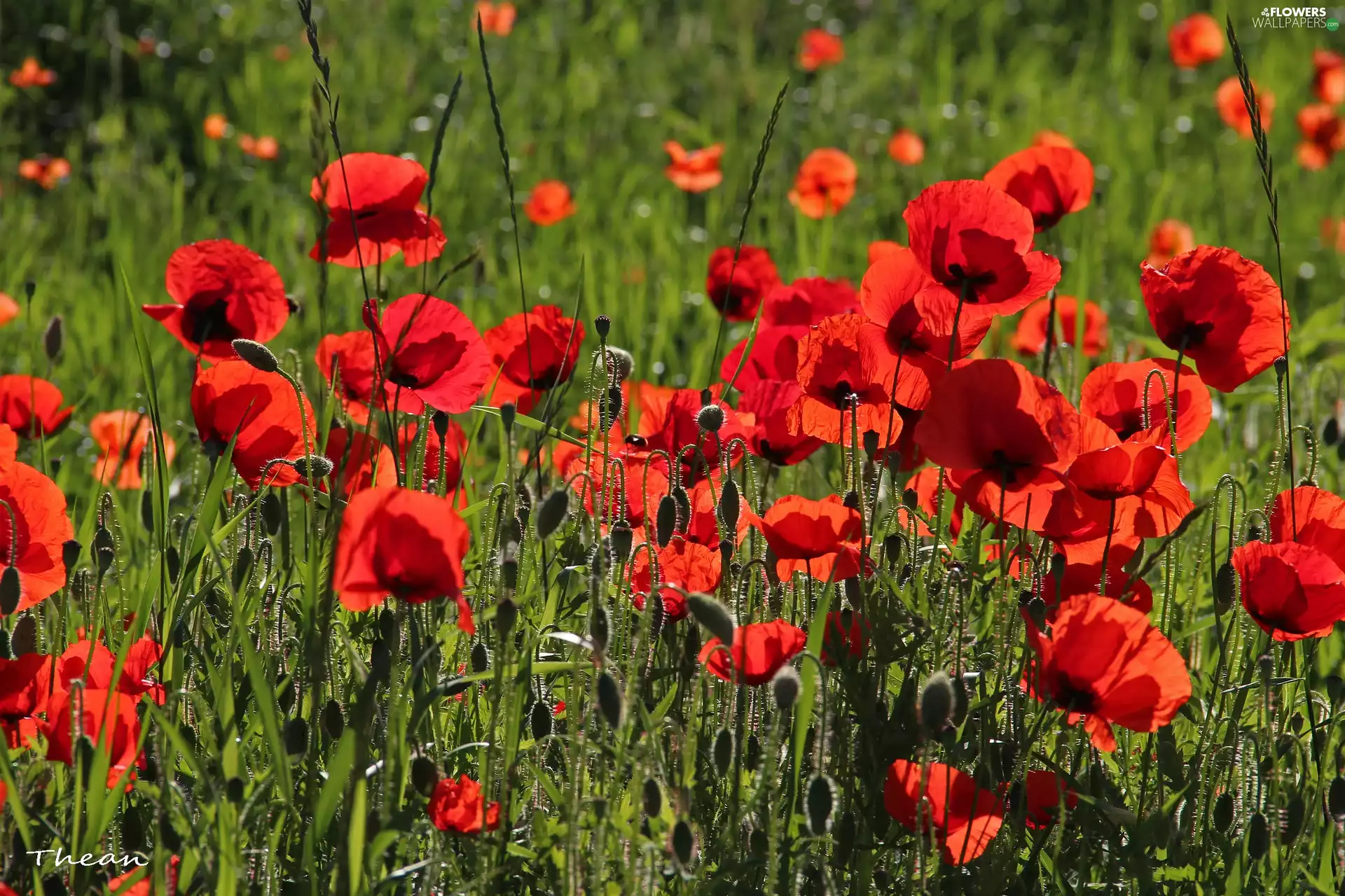 Meadow, Red, papavers