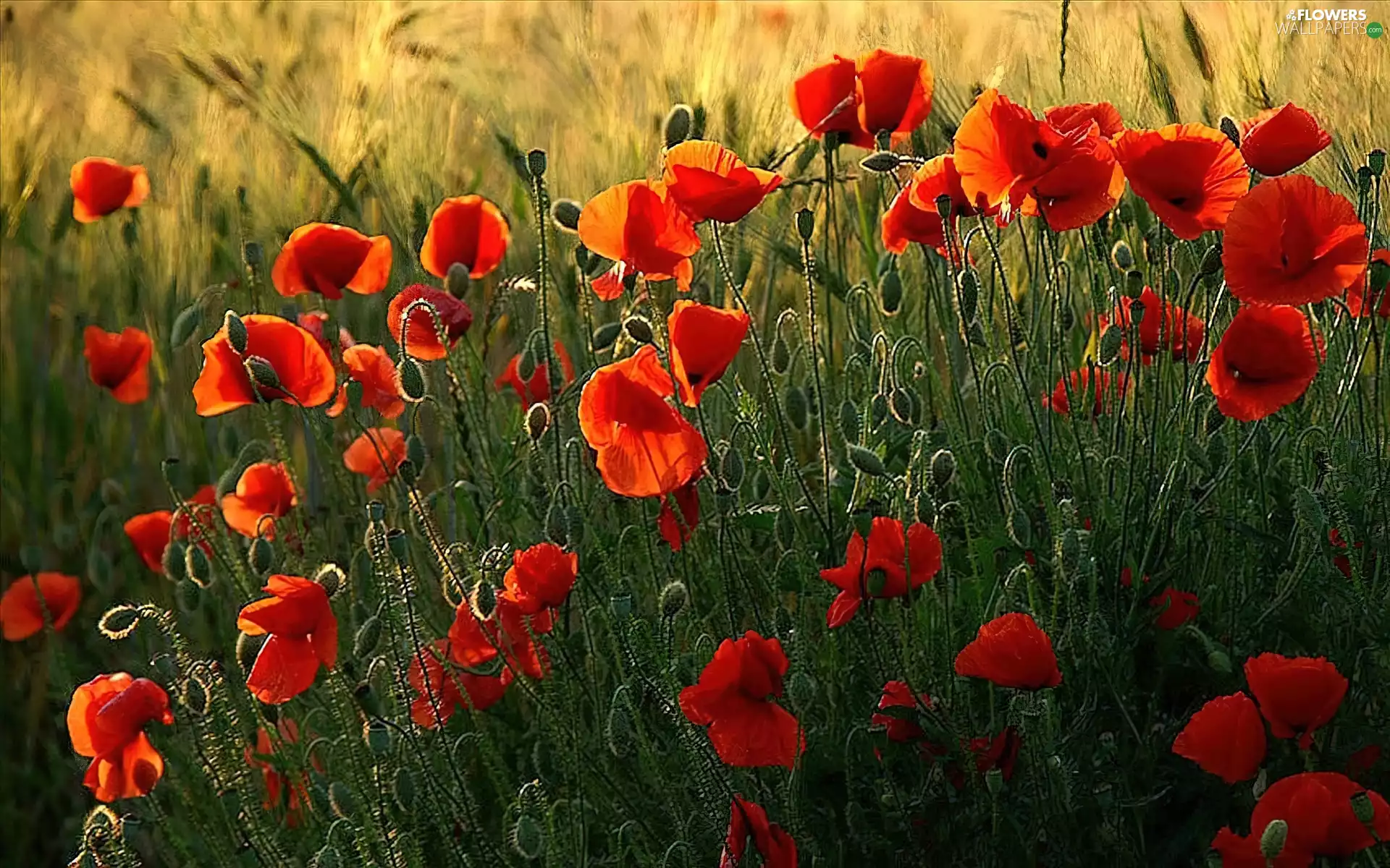 Meadow, Red, papavers