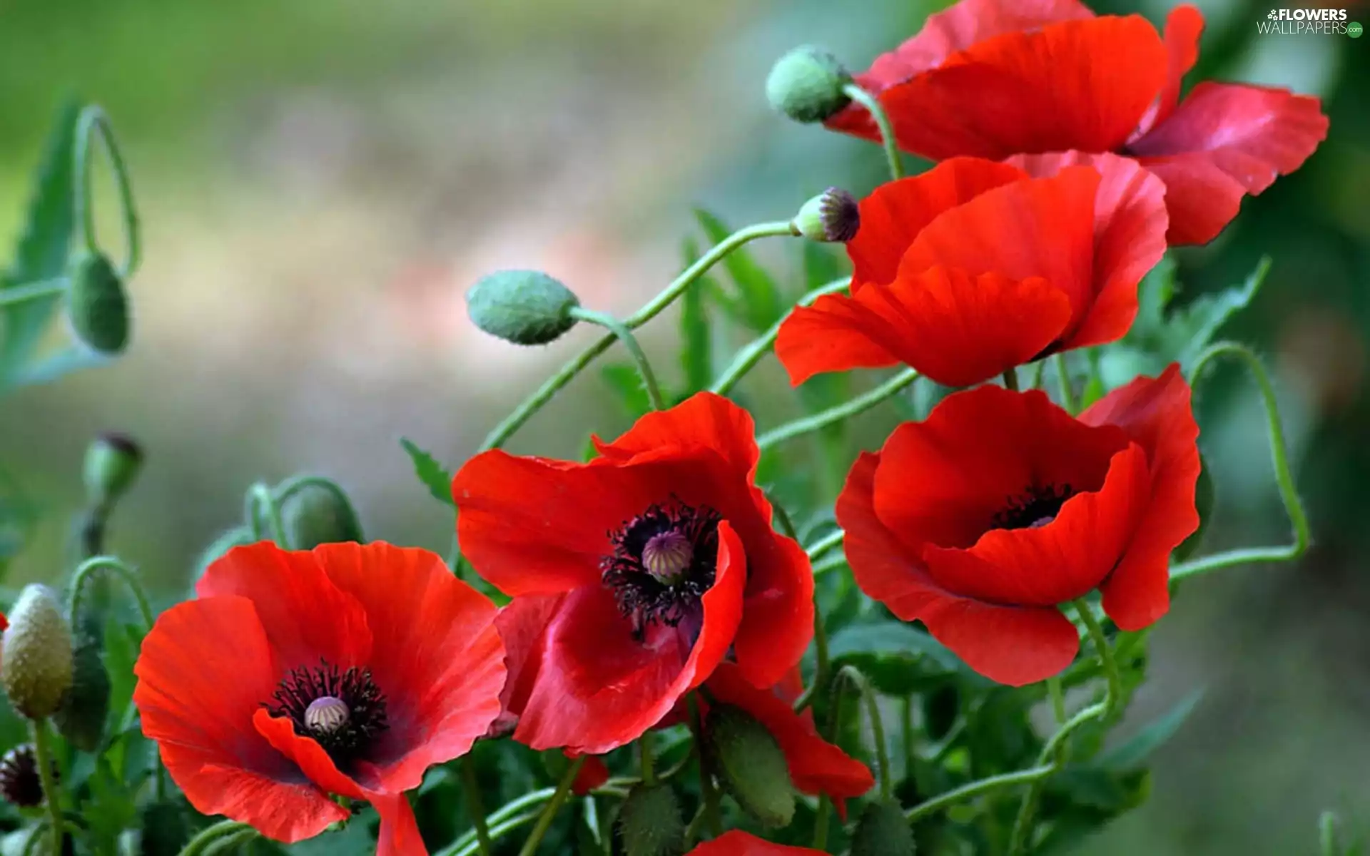 Meadow, Red, papavers