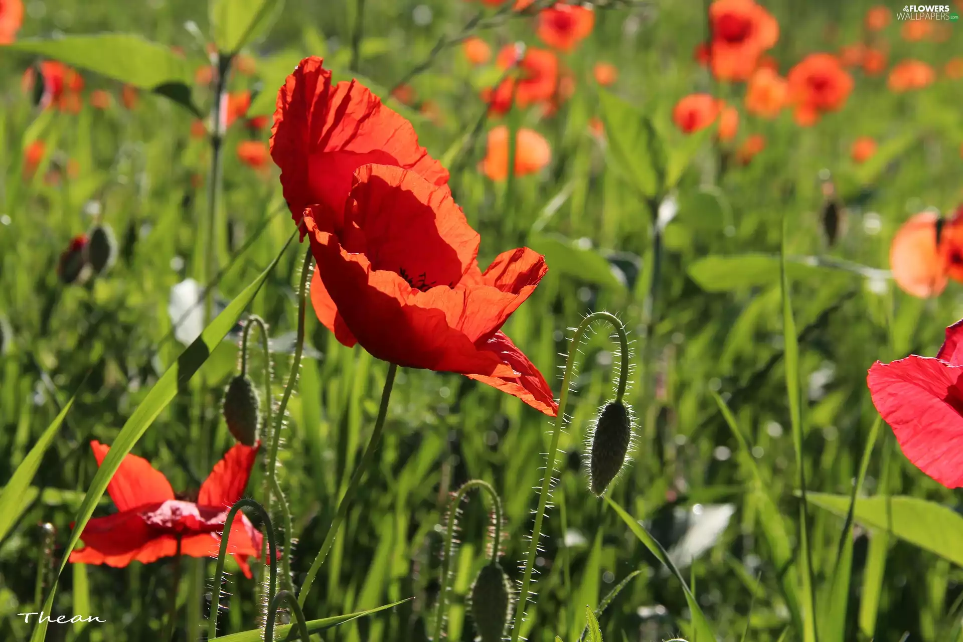 Meadow, Red, papavers