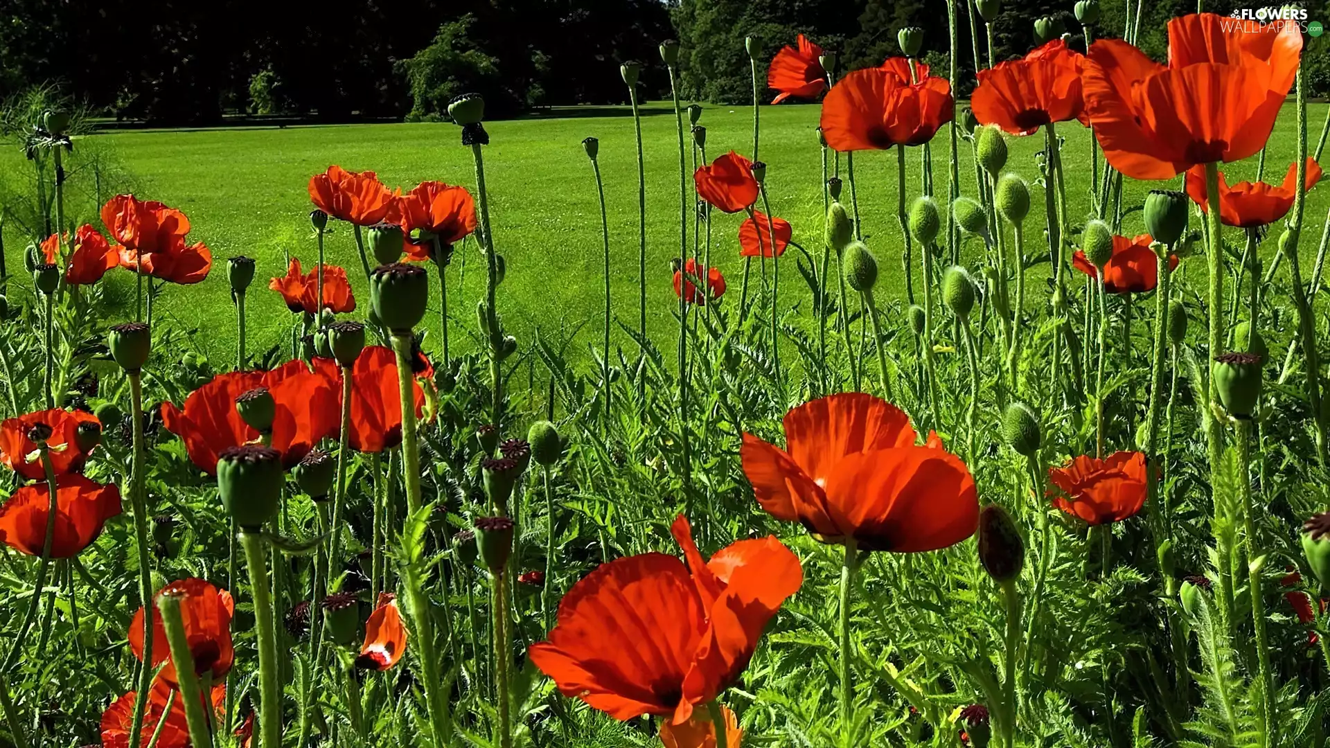 Meadow, Red, papavers