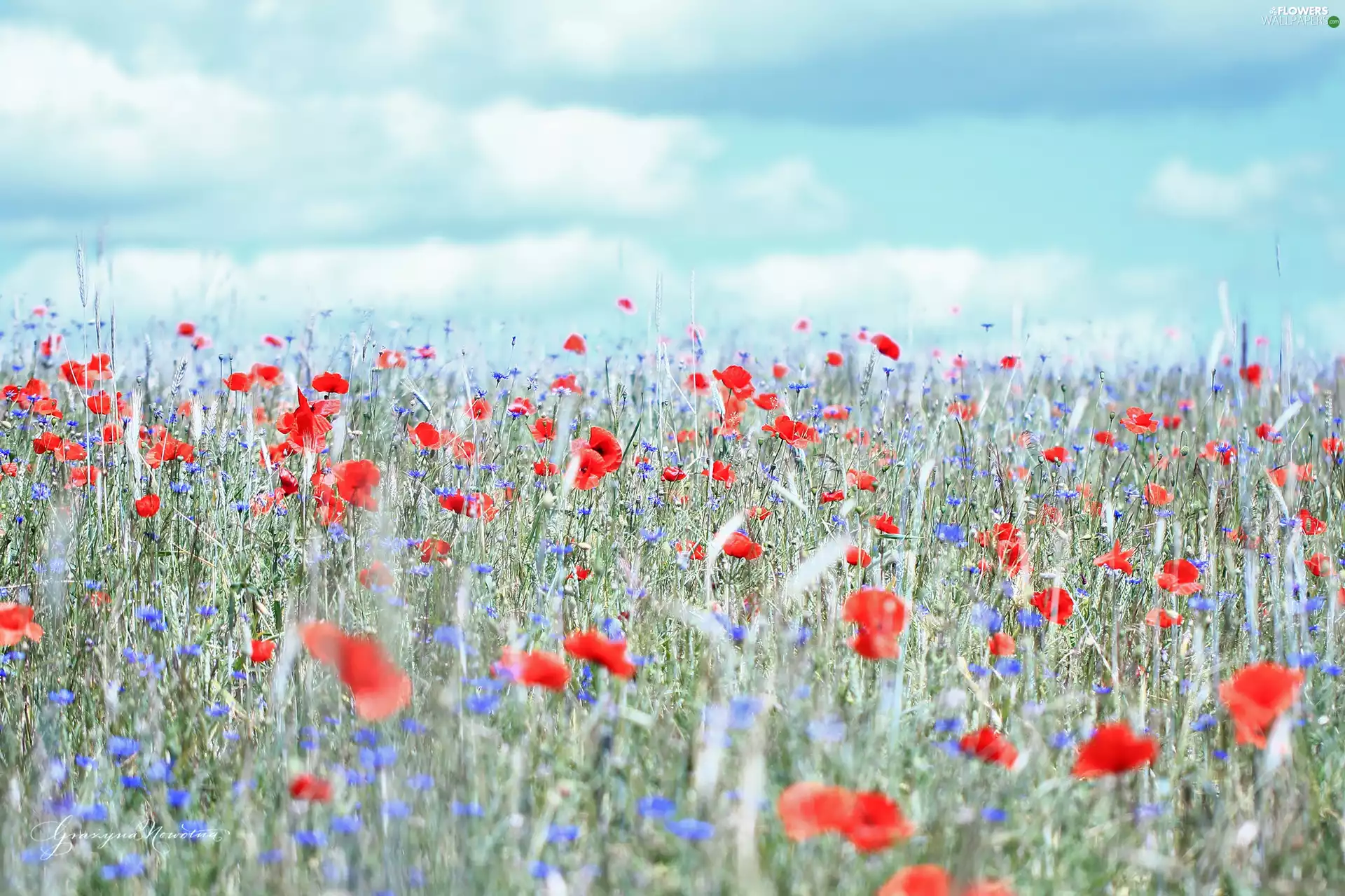 papavers, Sky, summer, Meadow