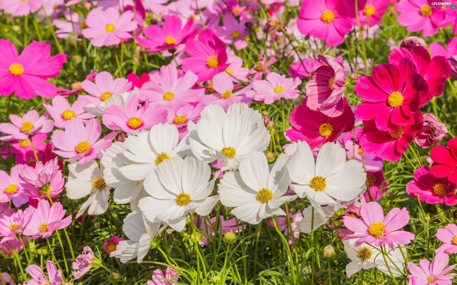 Cosmos, Meadow, Pink, Flowers, White