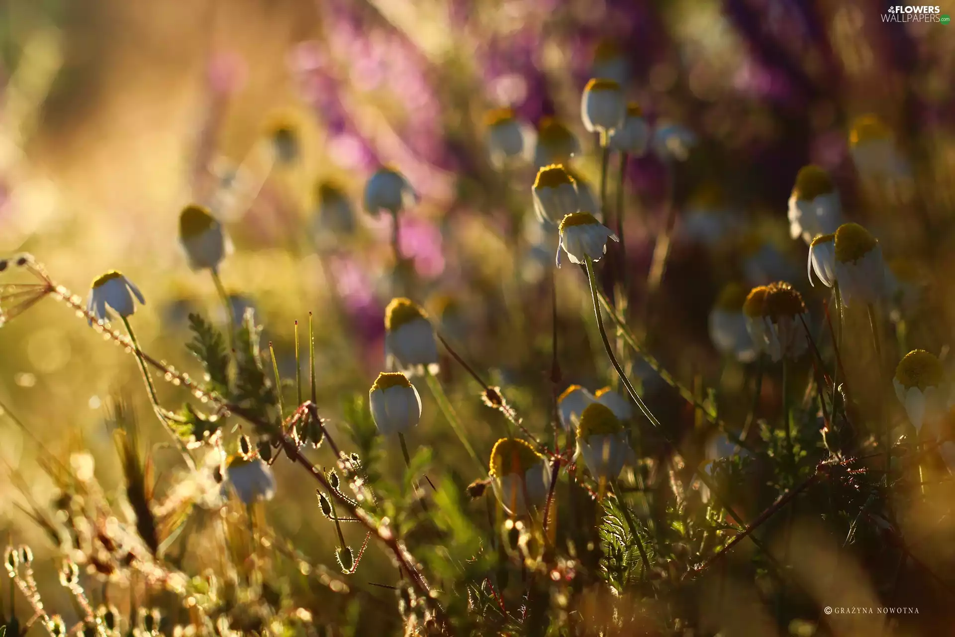 Meadow, camomiles, Plants