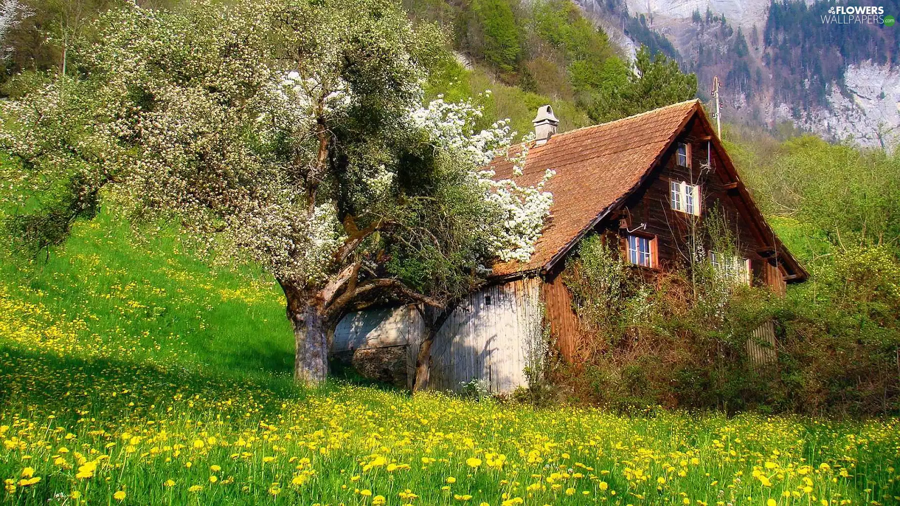wooden, Mountains, puffball, Meadow, Spring, Home, trees