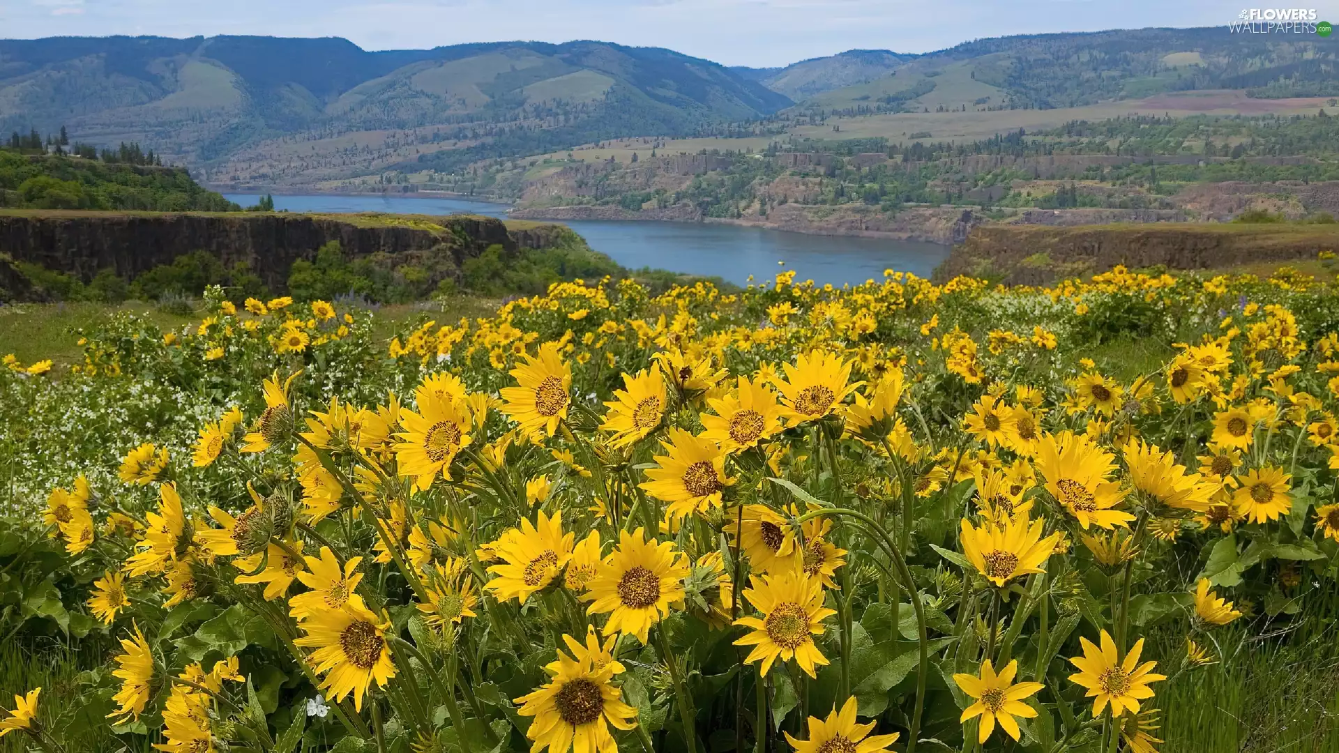 River, Nice sunflowers, Meadow