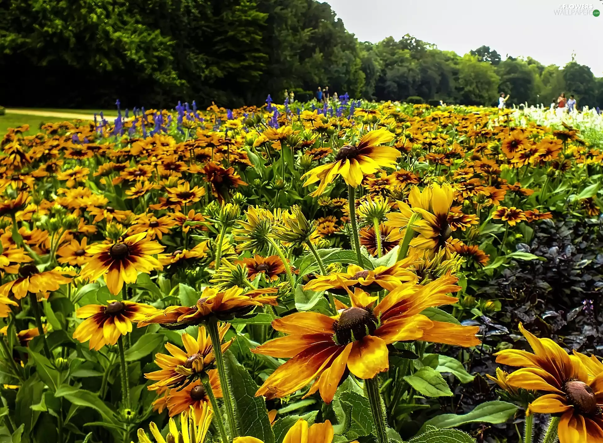 Meadow, Flowers, Rudbeckia