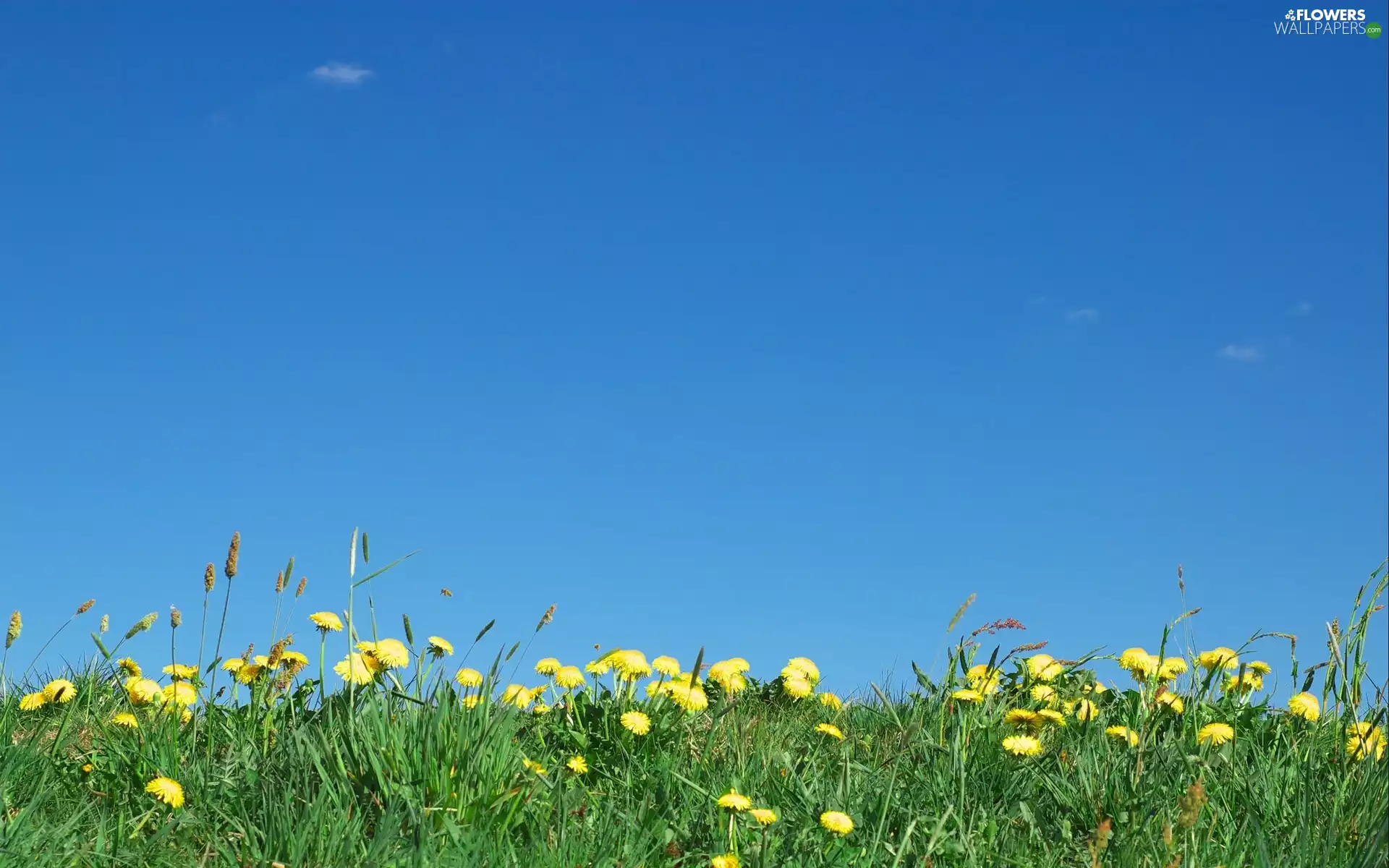 Sky, Common Dandelion, Meadow