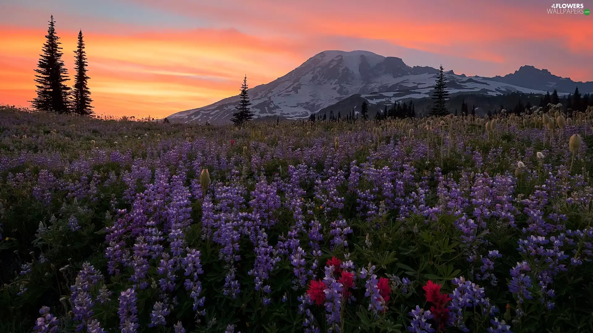 Stratovolcano Mount Rainier, Mountains, lupine, Sky, Flowers, Washington State, The United States, Meadow