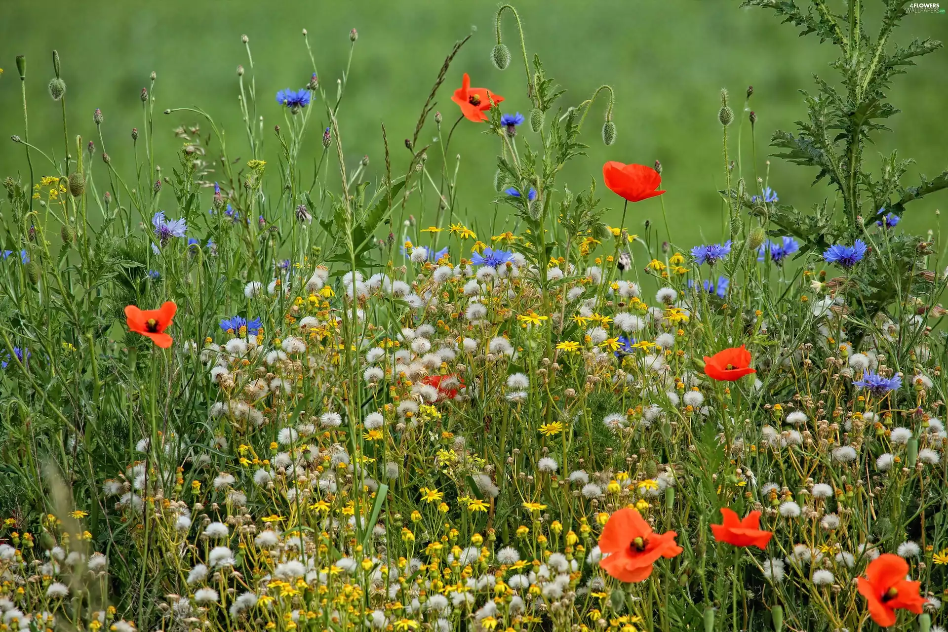 Spring, papavers, cornflowers, Meadow