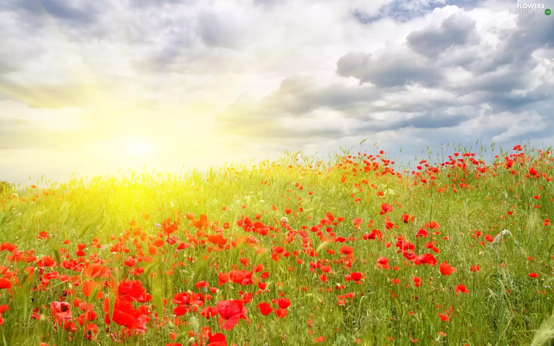 Meadow, papavers, summer