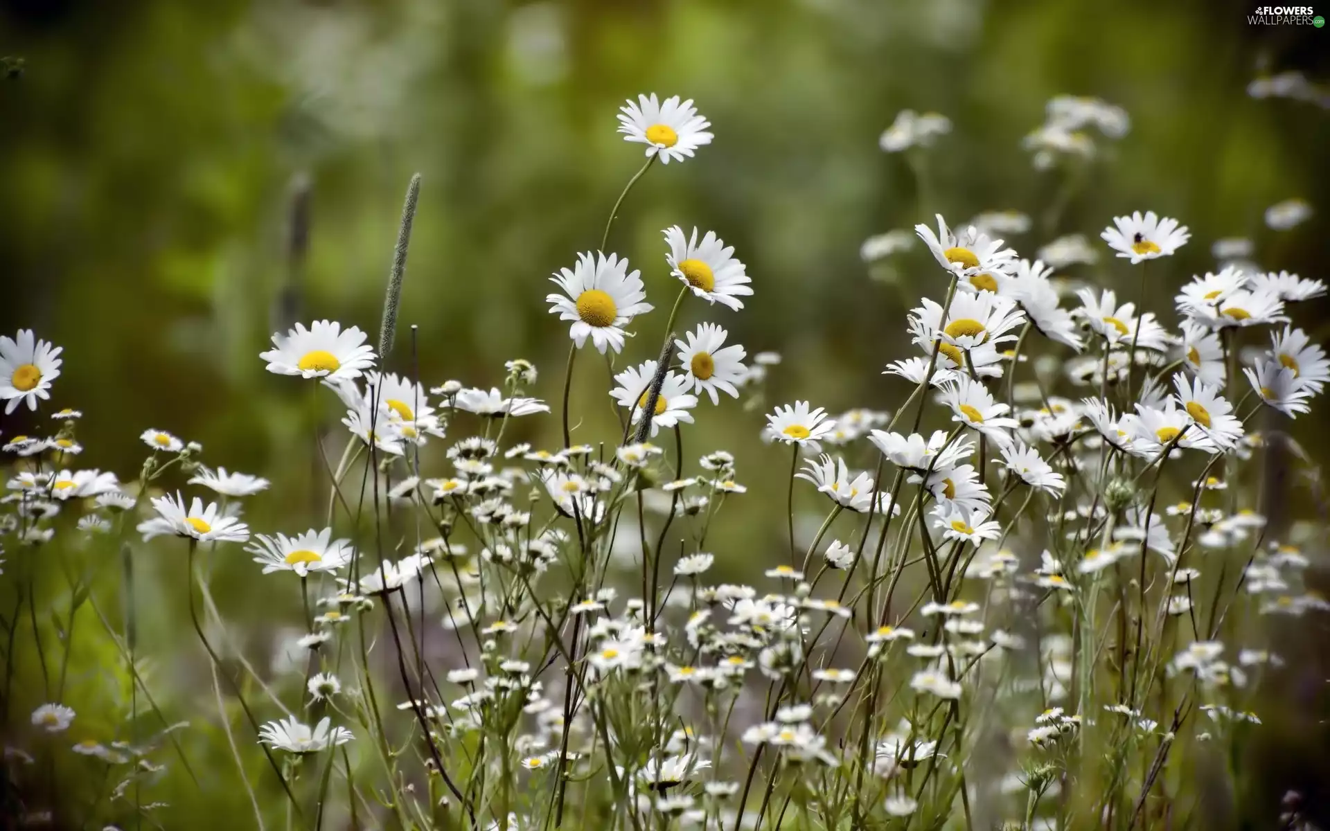 Meadow, summer