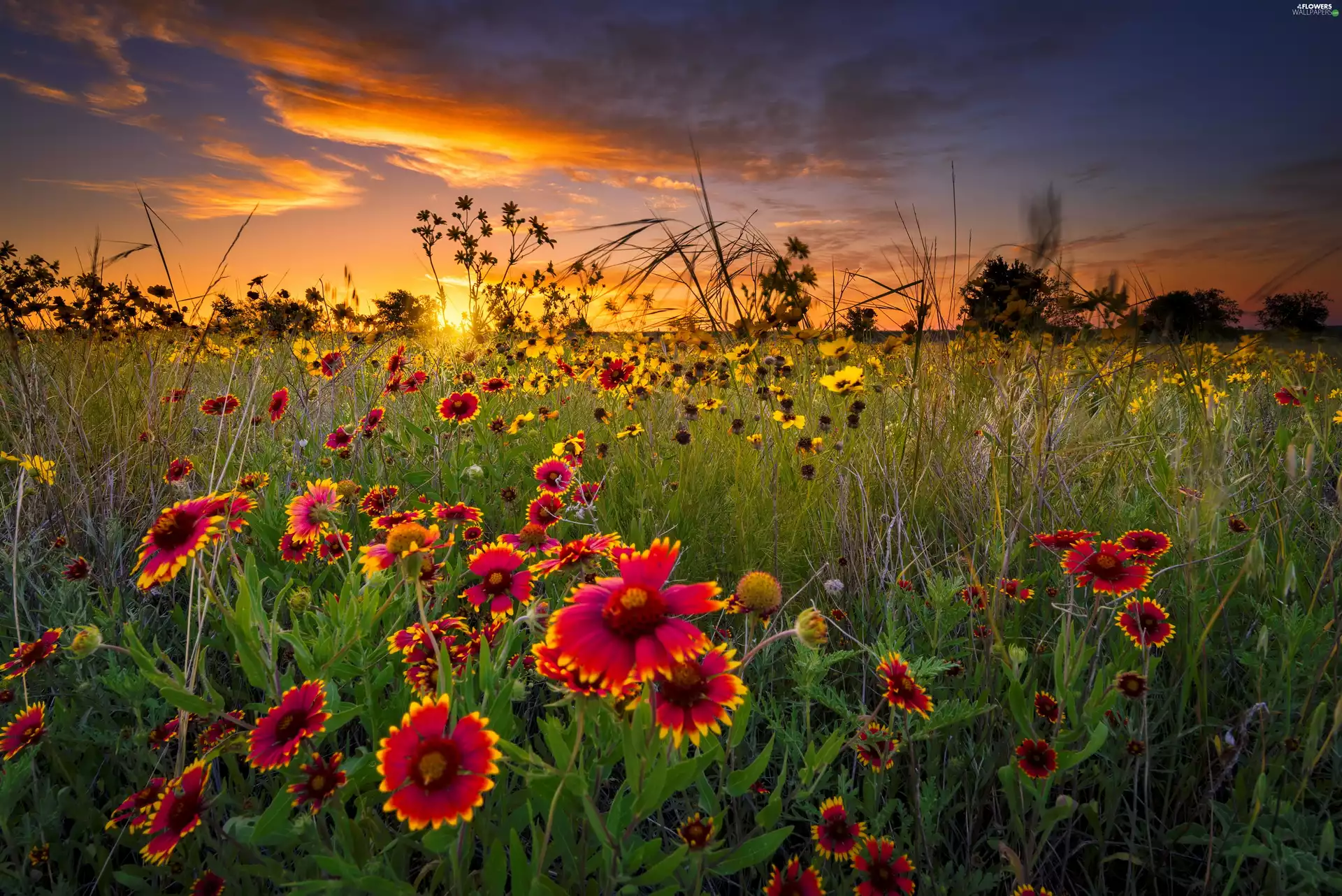 Sunrise, Wildflowers, Gaillardia, Meadow