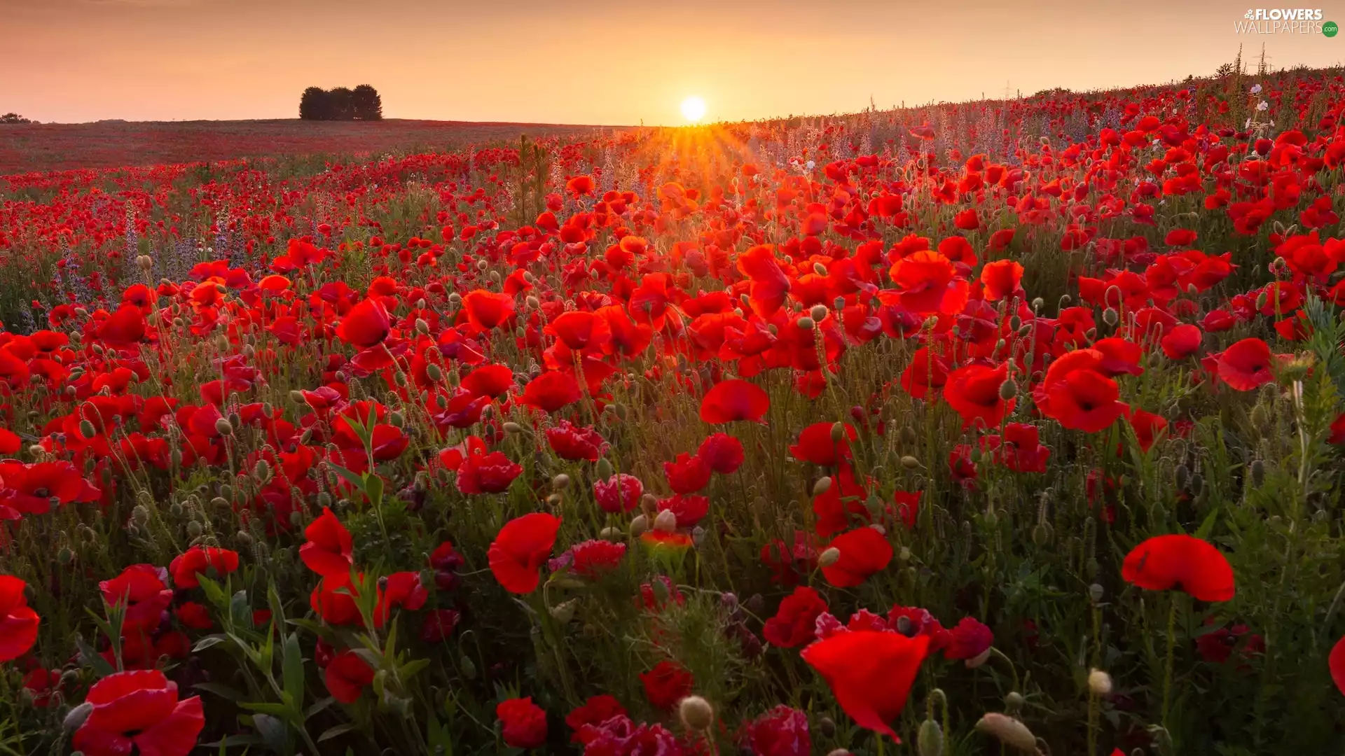 Sunrise, Flowers, papavers, Meadow